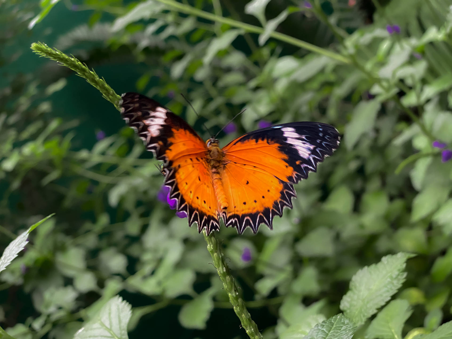 Aesthetic Butterfly In A Garden