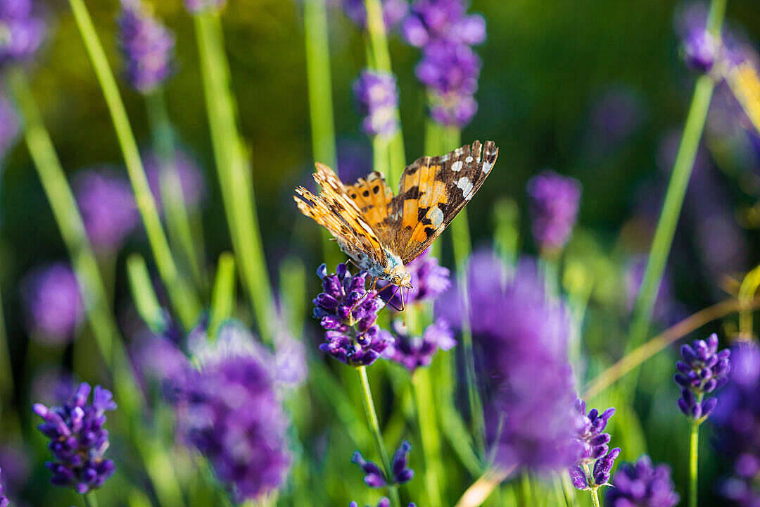 Aesthetic Butterfly In Lavender Fields