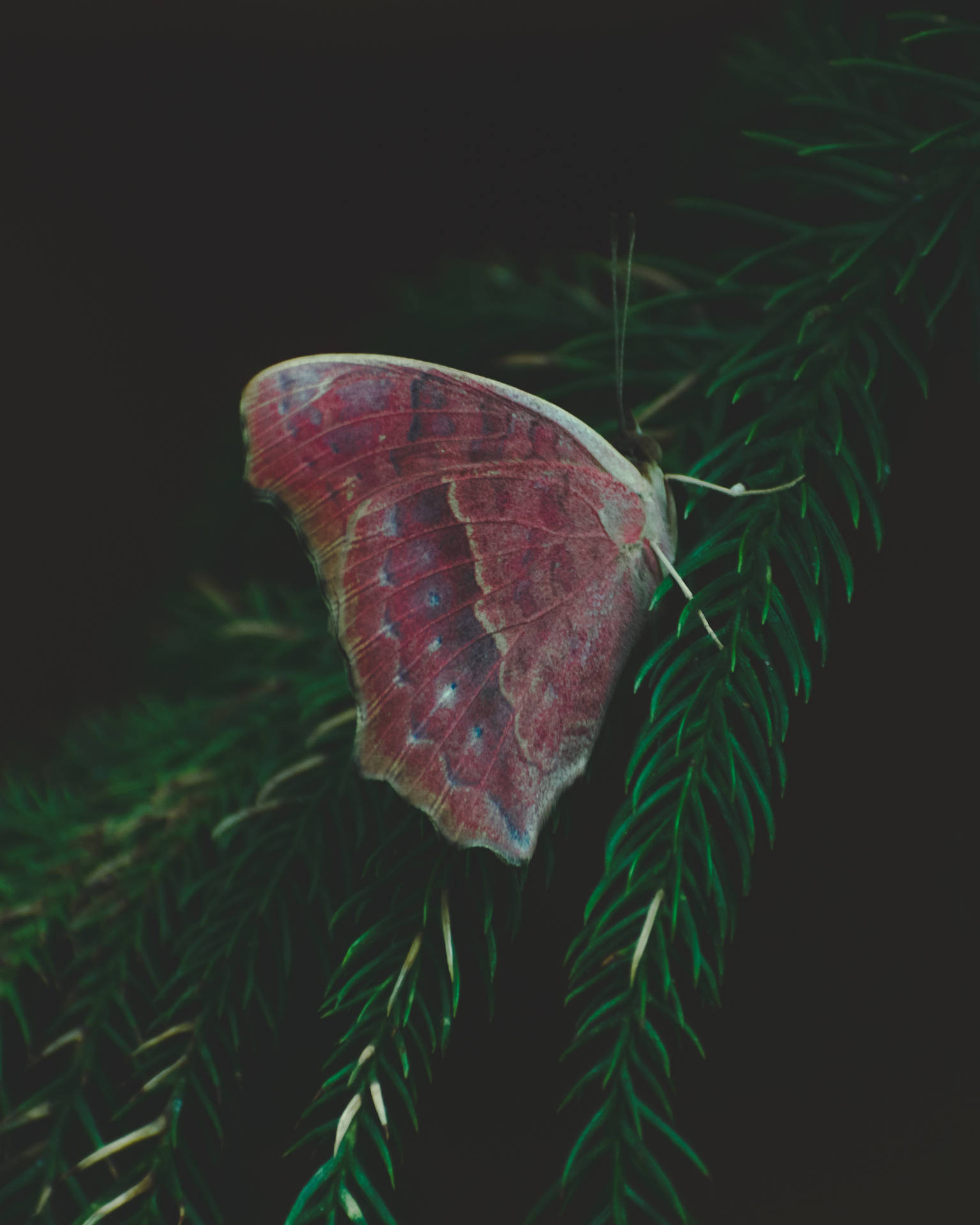 Aesthetic Butterfly On Pine Tree