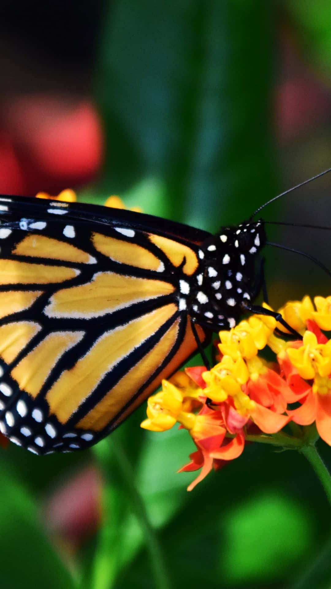 Einwunderschöner Schmetterling Ruht In Einer Lebendigen Blumigen Umgebung.