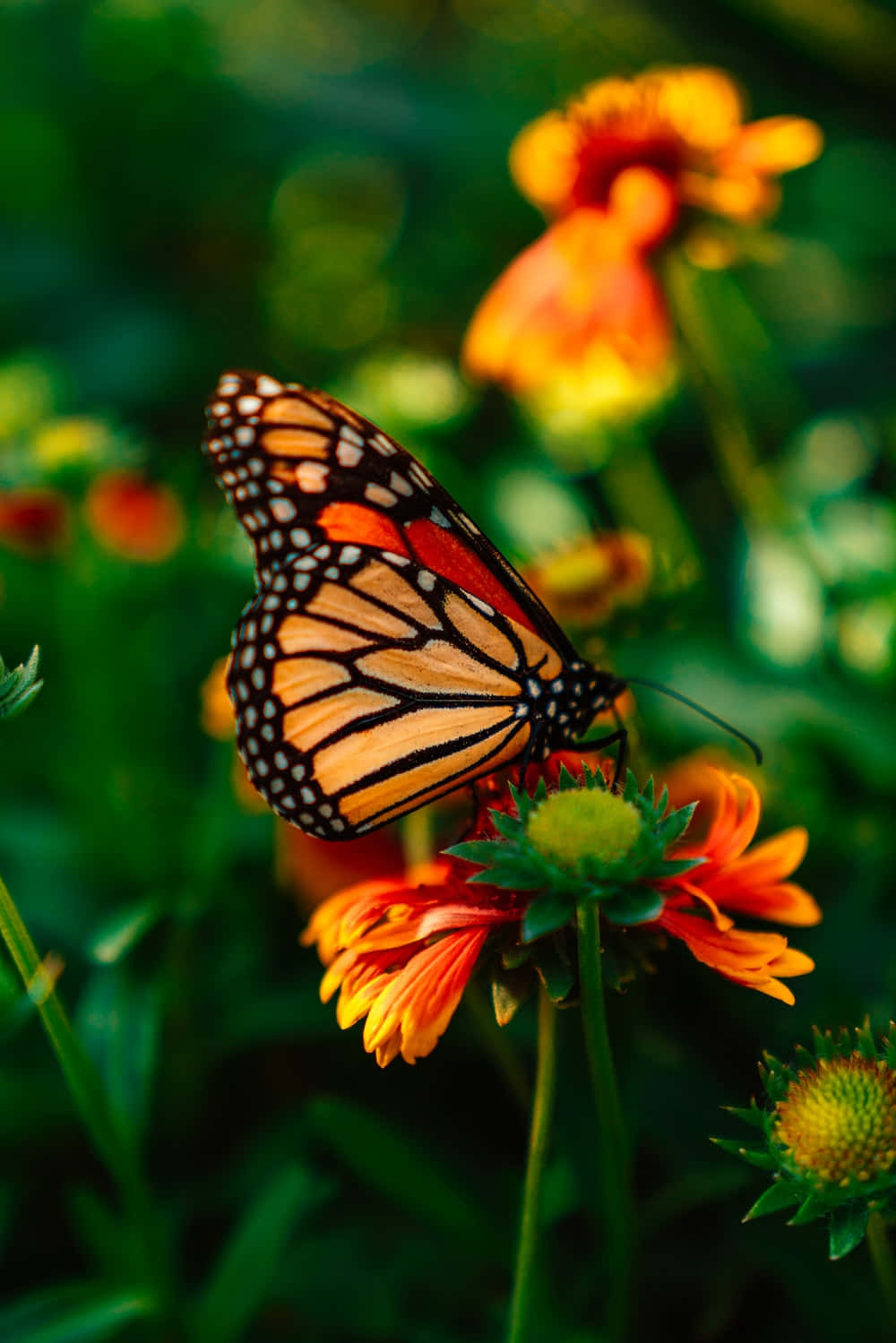 Einwunderschöner Schmetterling Sitzt Auf Einer Lila Blume Im Abendlicht.