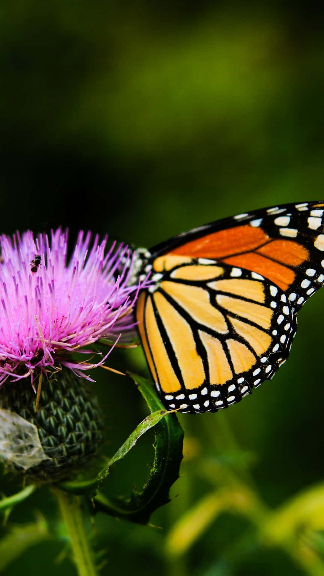Monarksommerfugl På En Tidselblomst