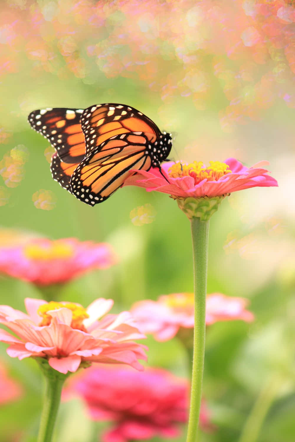 Einwunderschöner Schwarz-pinker Schmetterling Fliegt In Einem Sonnenbeschienenen Gartenbeet.