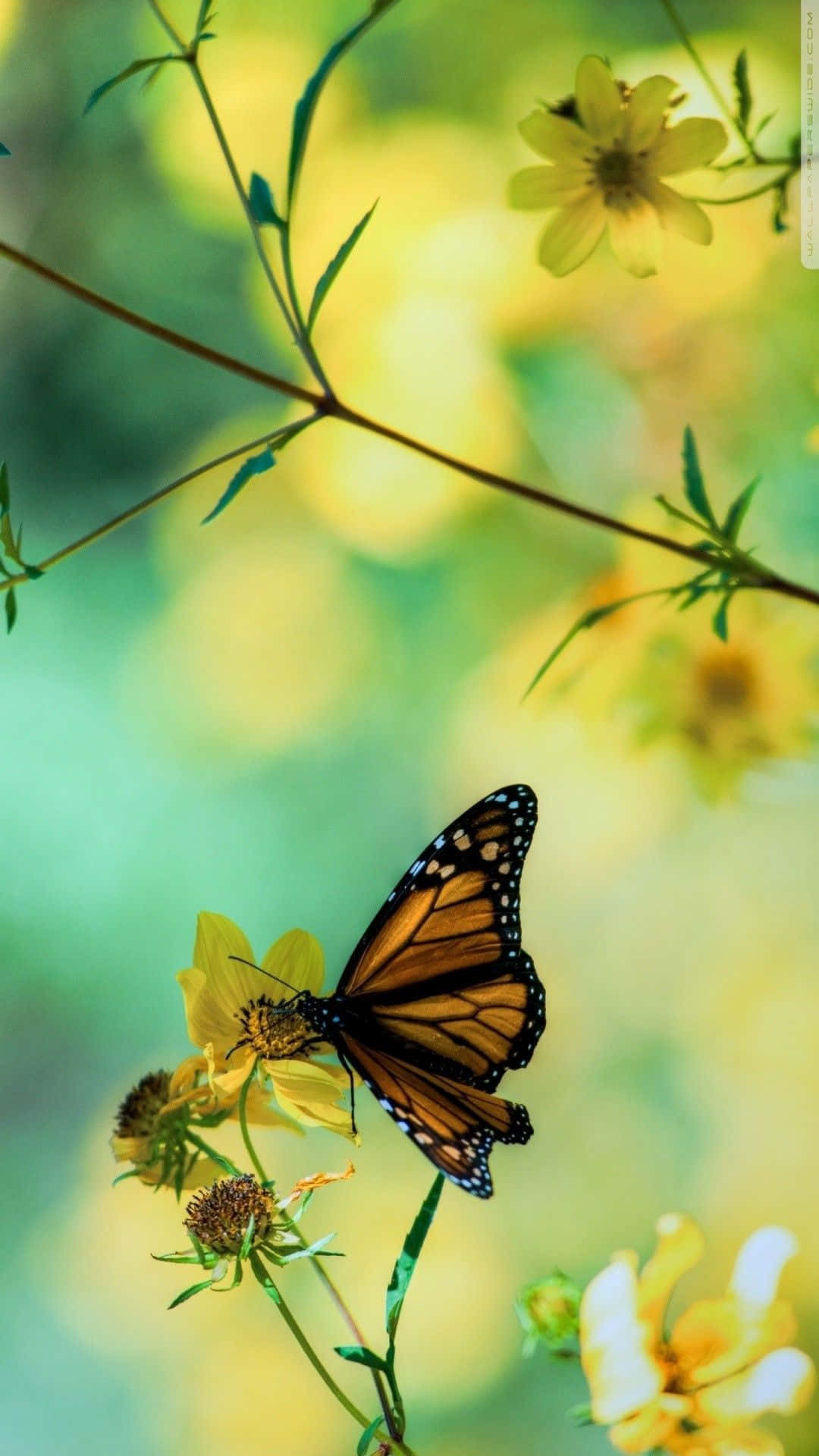 Beautiful Aesthetic Butterflies Flying Among Blooming Flowers