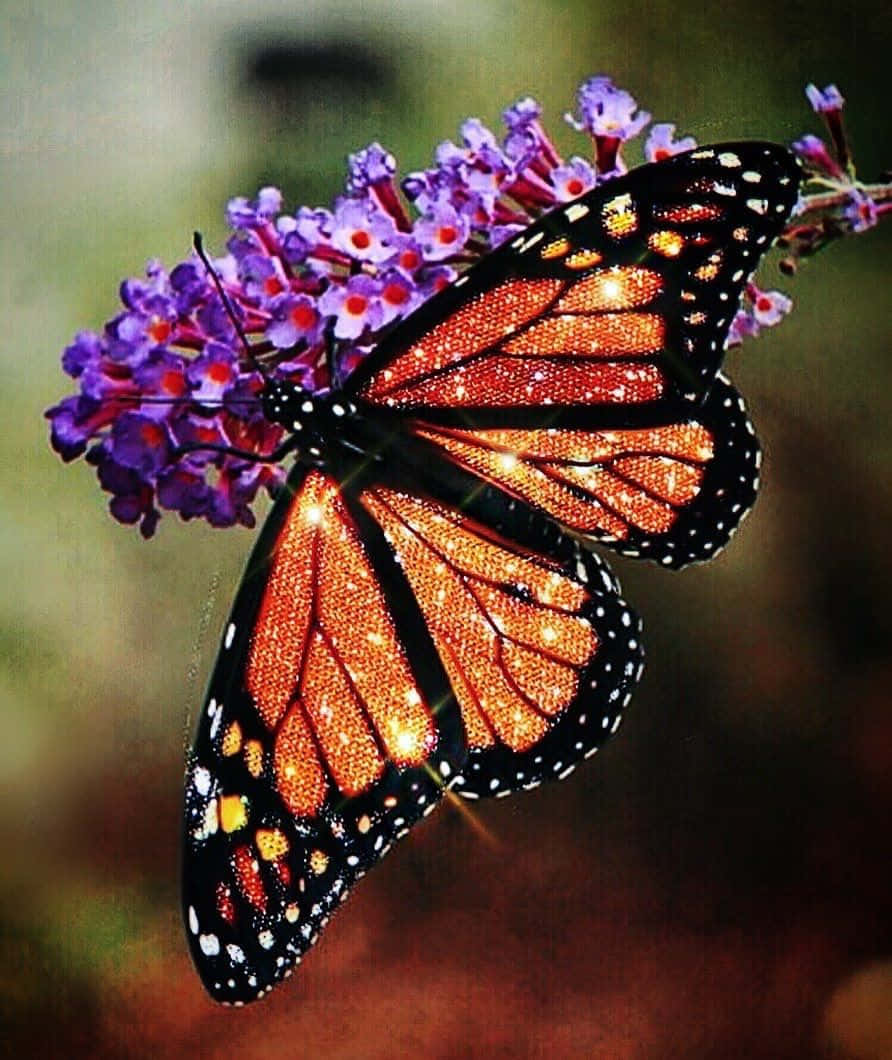 Buntesästhetisches Schmetterlingsbild
