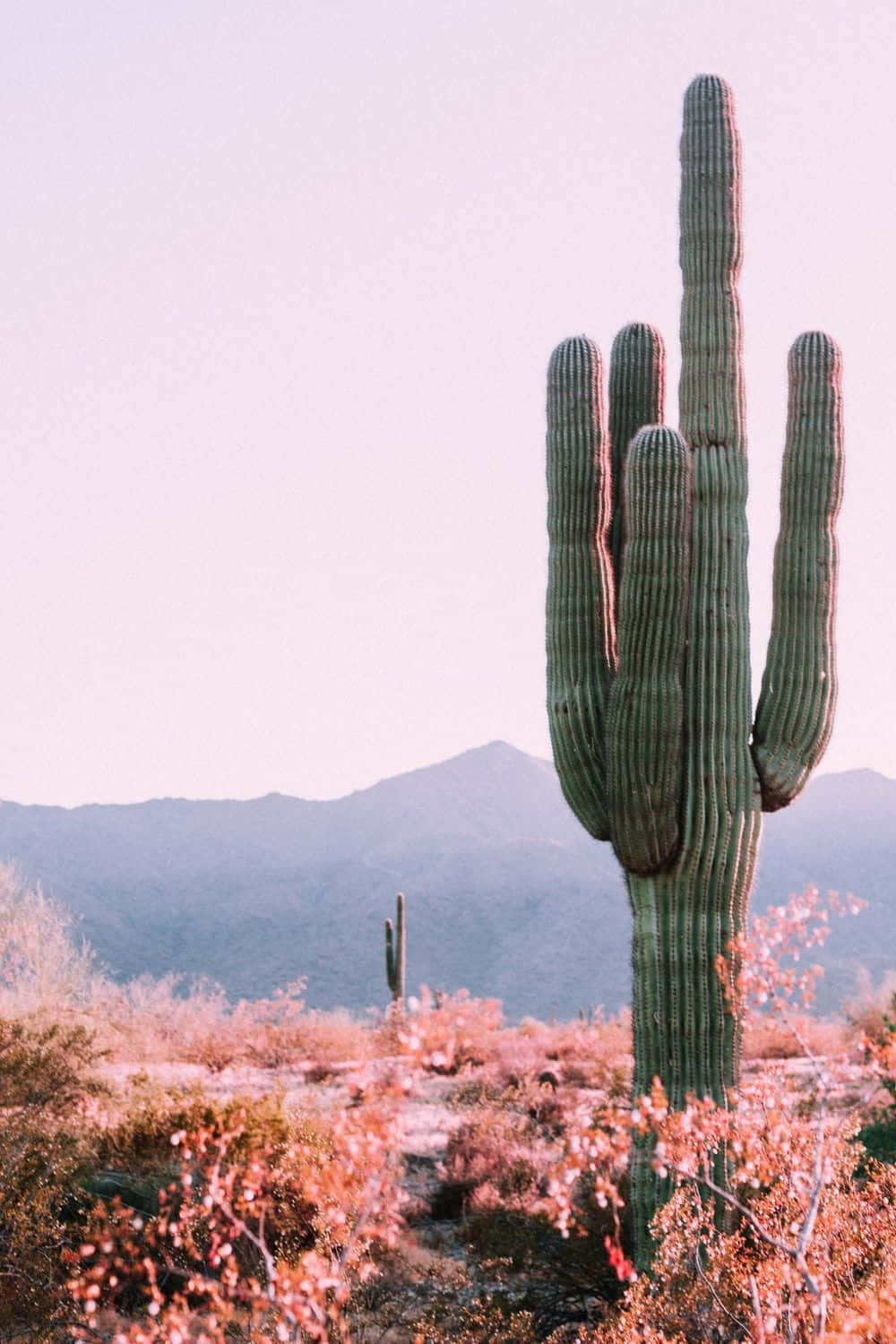 Desiertocon Cactus Estético. Fondo de pantalla