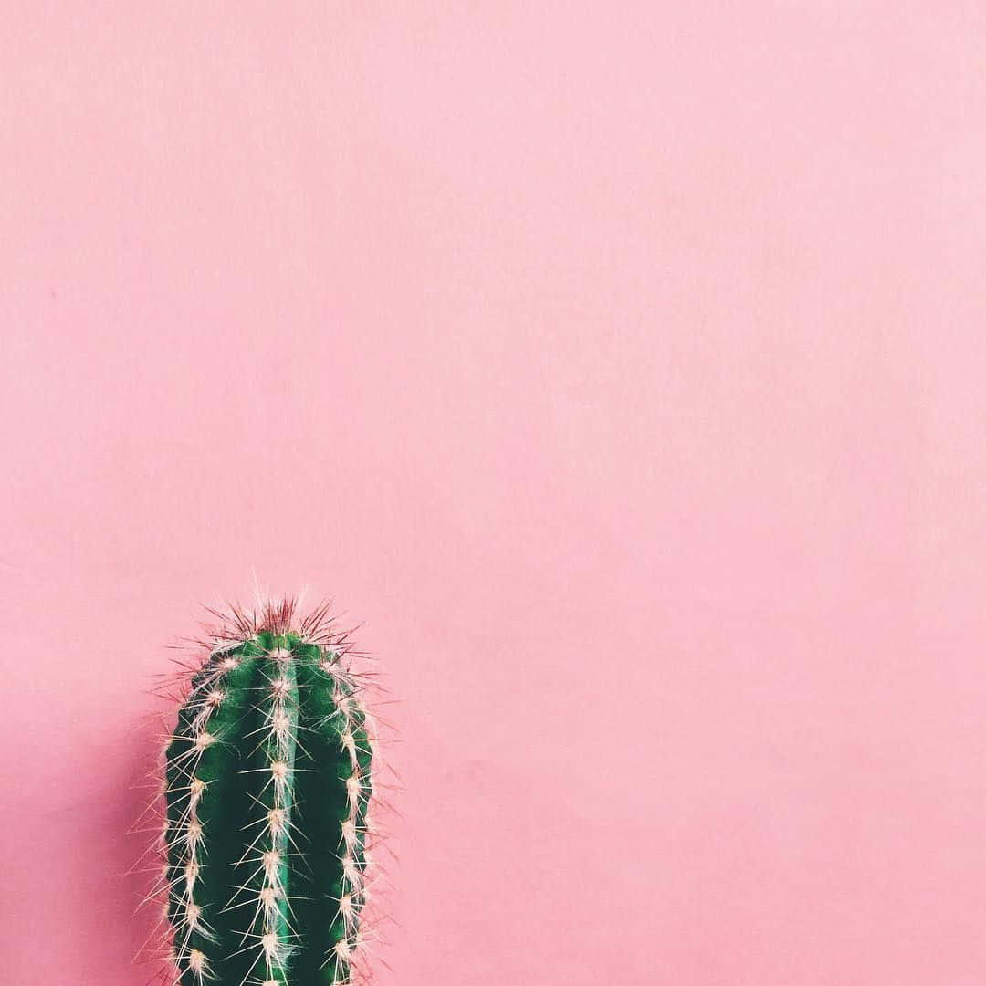 Aesthetic Cactus Pink Wall Wallpaper