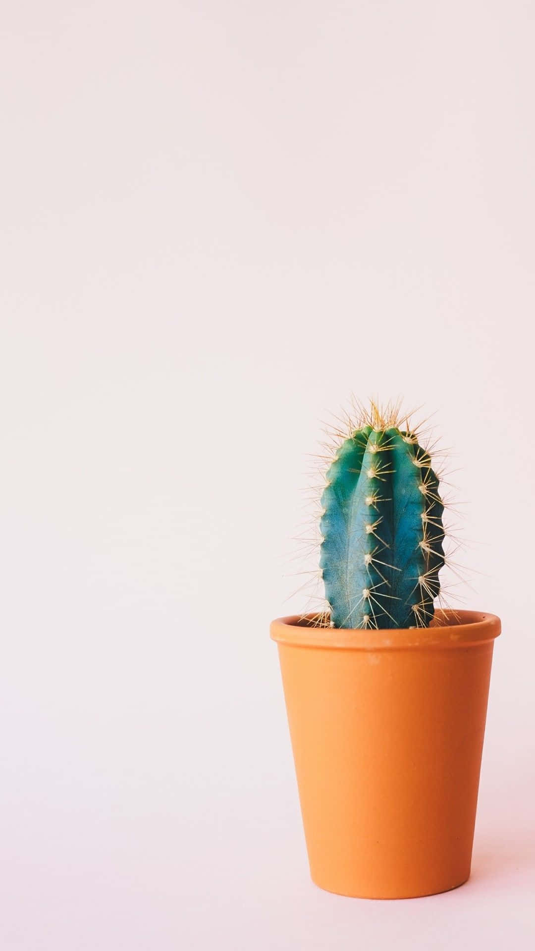 Aesthetic Cactus Photography Wallpaper