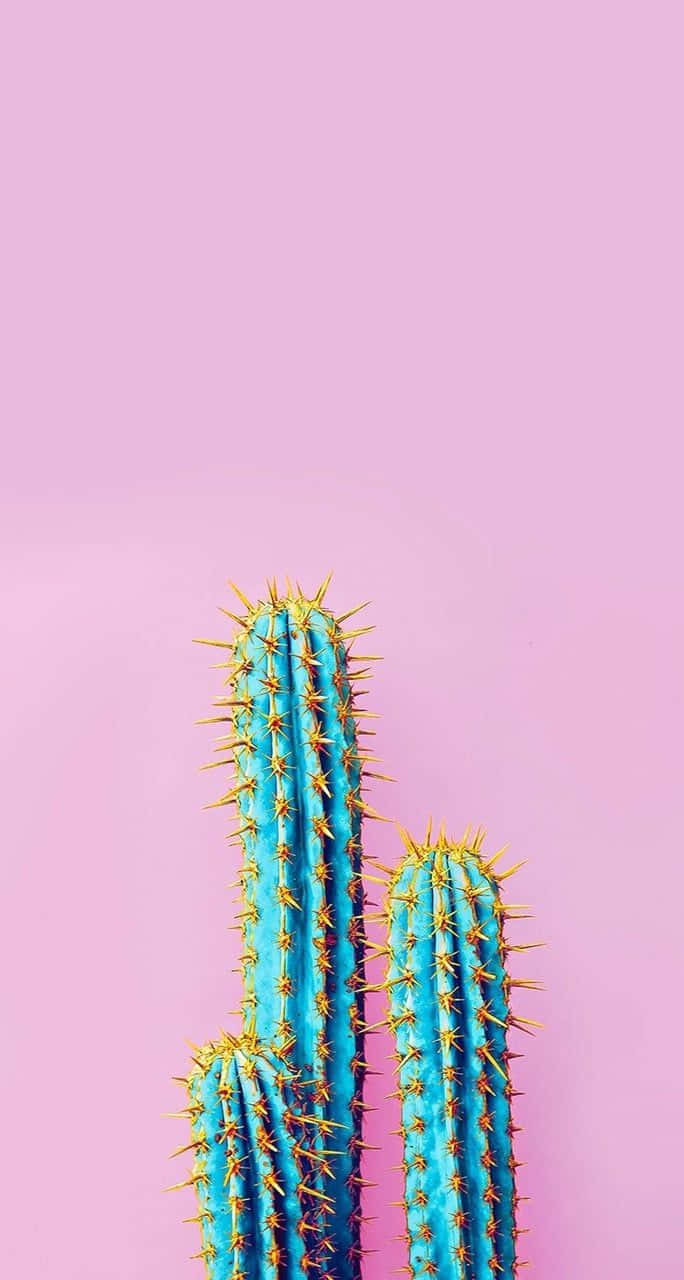 Estéticadel Cactus Color Rosa Bebé Fondo de pantalla