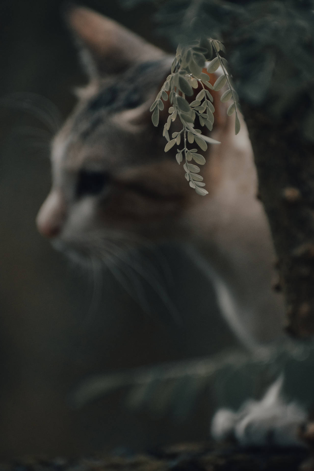 Aesthetic Cat Beside Tree Wallpaper