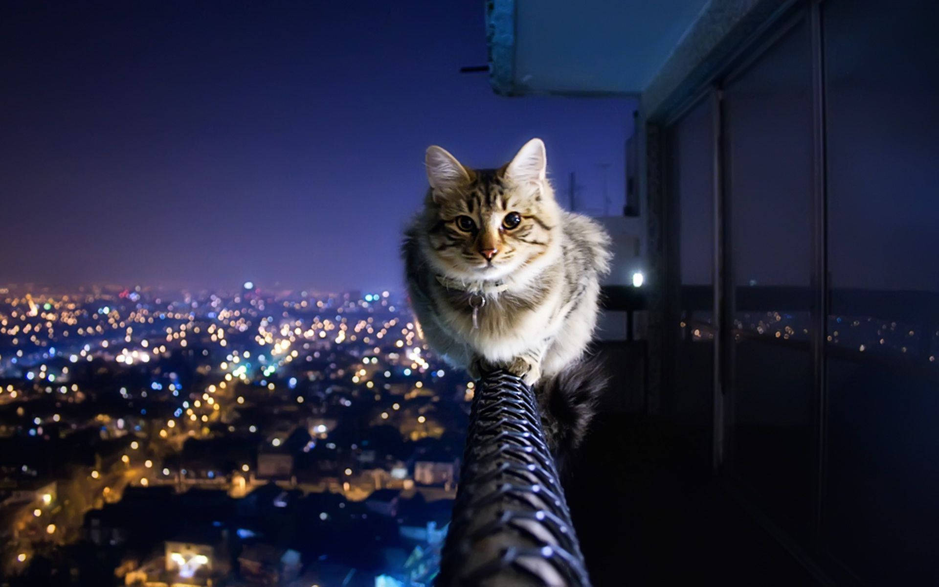 Aesthetic Cat In Balcony Wallpaper