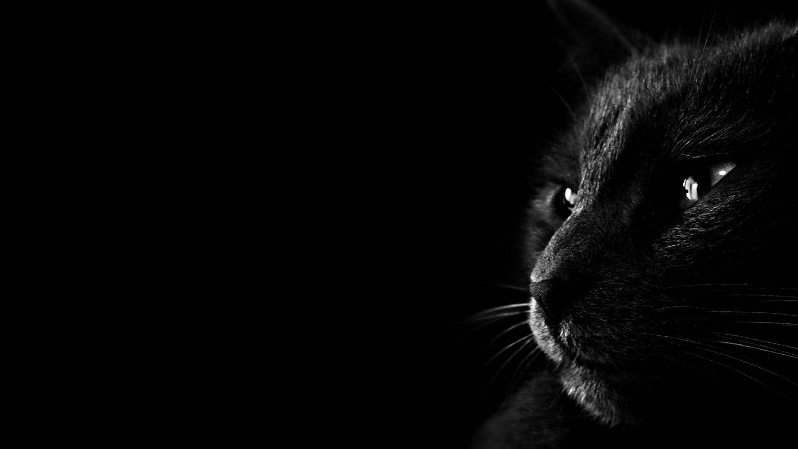 Aesthetic Cat In Black Wallpaper