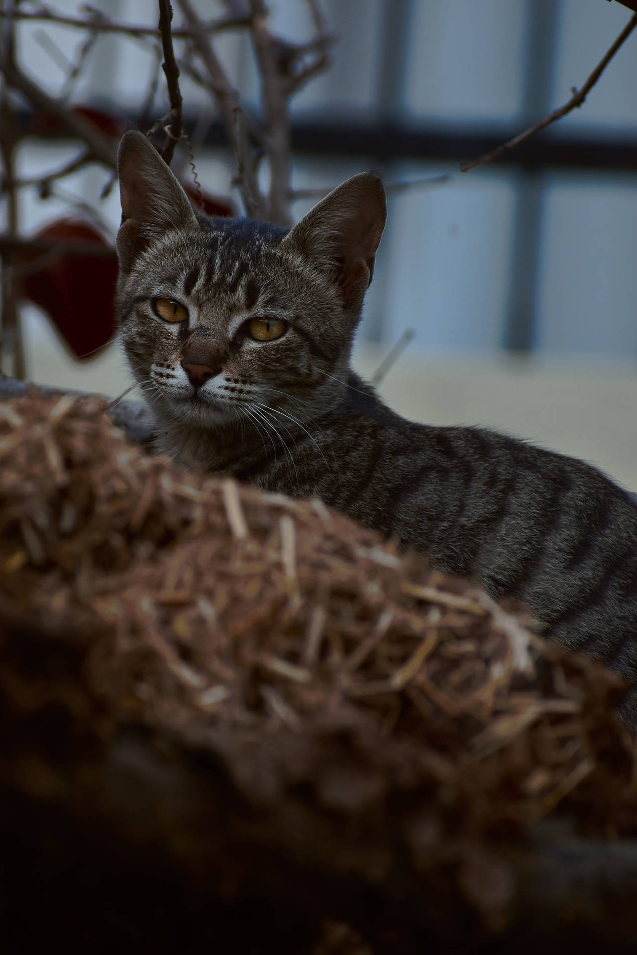 Aesthetic Cat In Nest Wallpaper