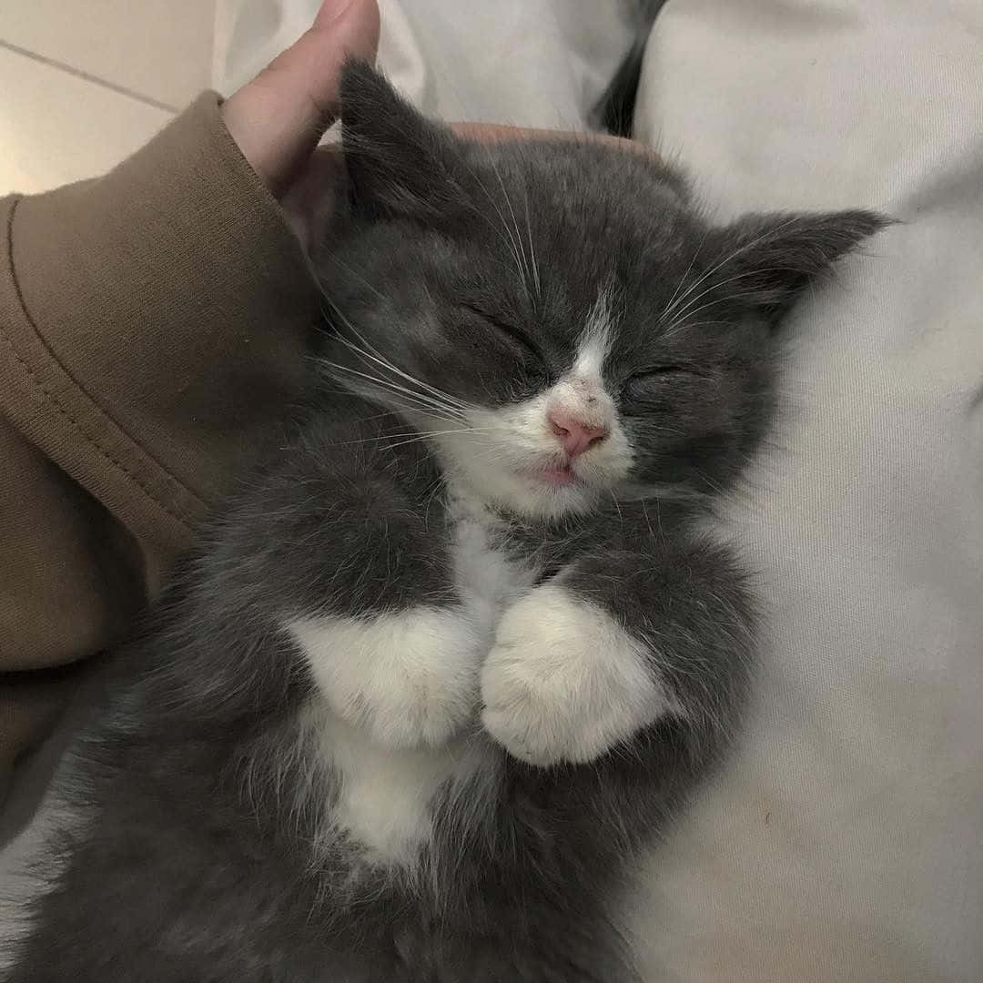 A Gray And White Kitten Sleeping On A Person's Lap