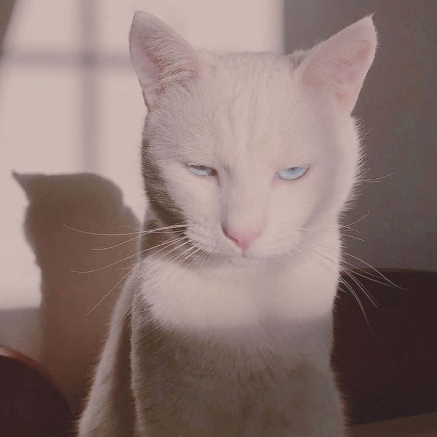 Eineweiße Katze Mit Blauen Augen Sitzt Auf Einem Stuhl.