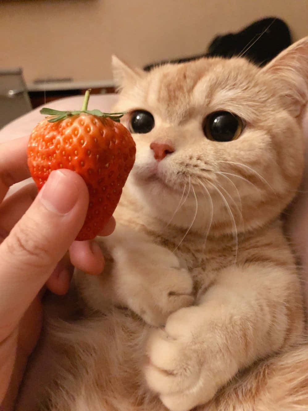 A Cat Is Eating A Strawberry