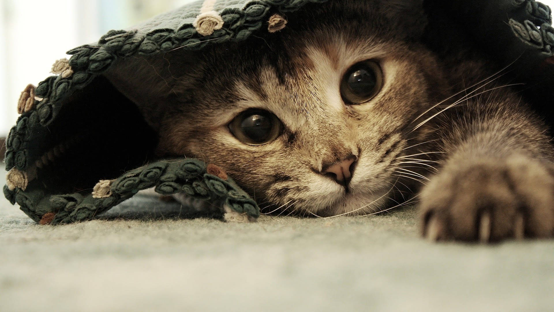 Aesthetic Cat Under Rug Wallpaper