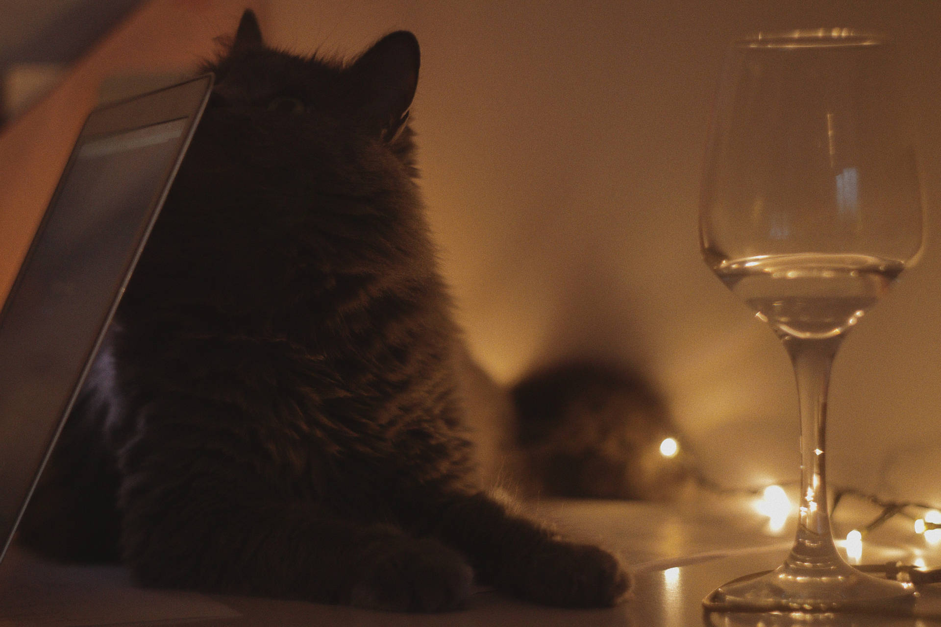 Aesthetic Cat With Glass Wine Wallpaper