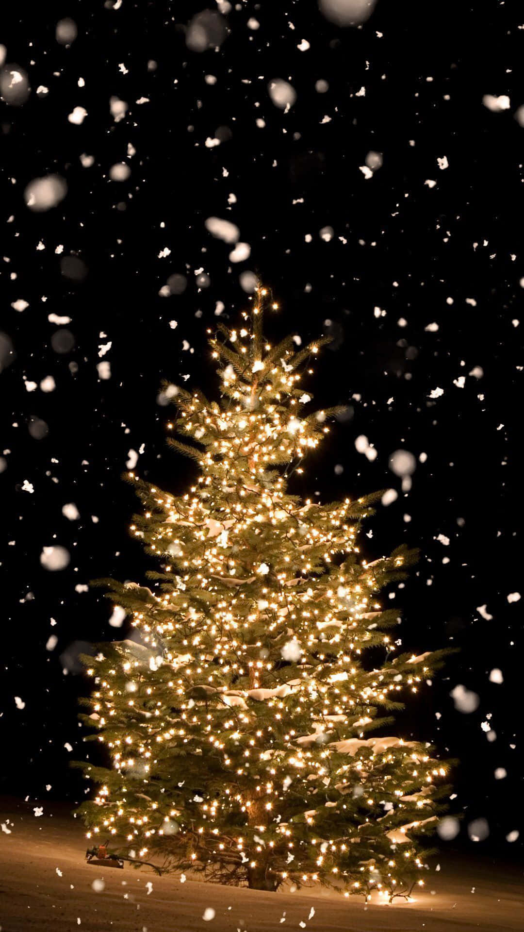 En rolig aften med et betagende smukke juletræ. Wallpaper