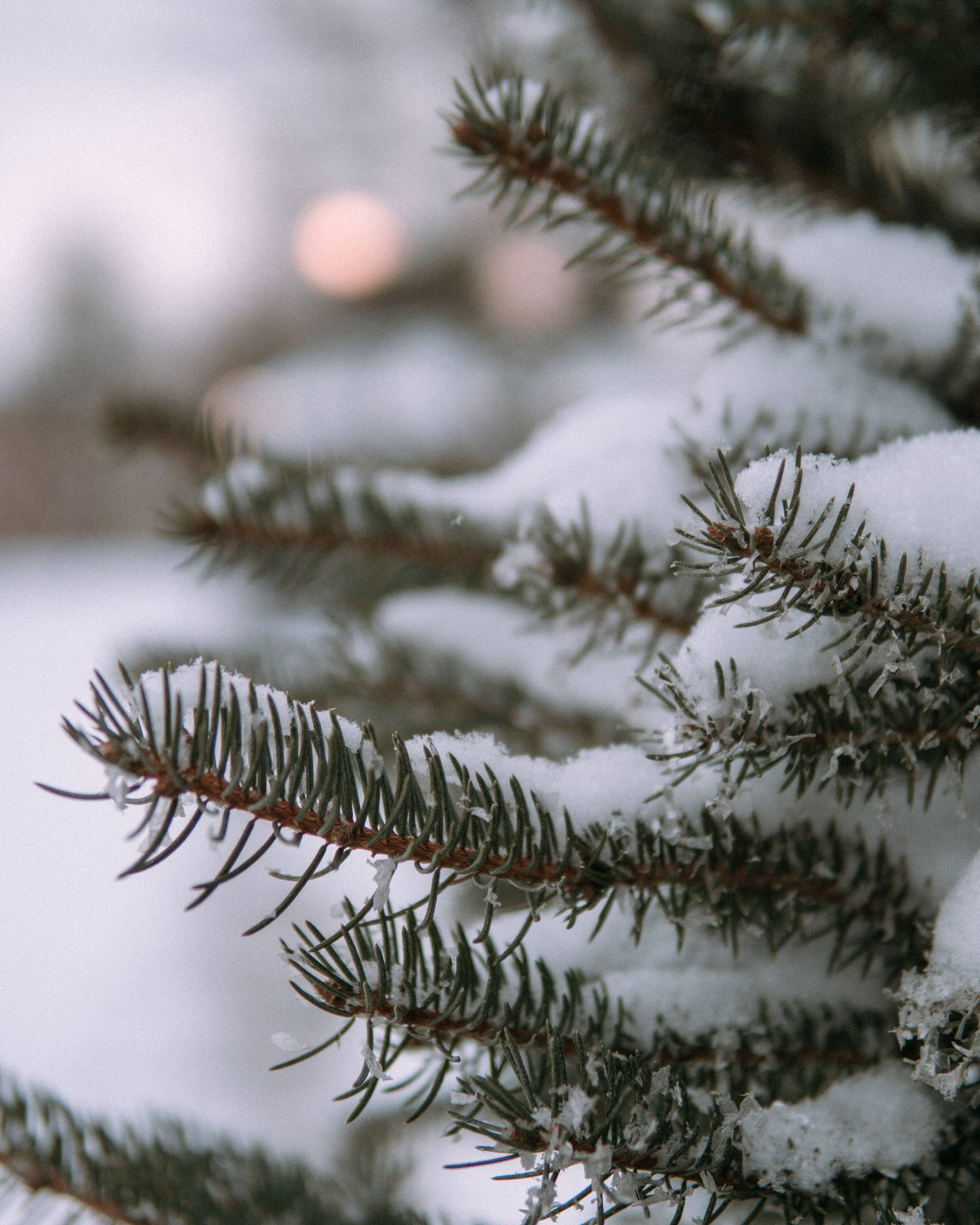 Aesthetic Christmas Tree In Snow Wallpaper