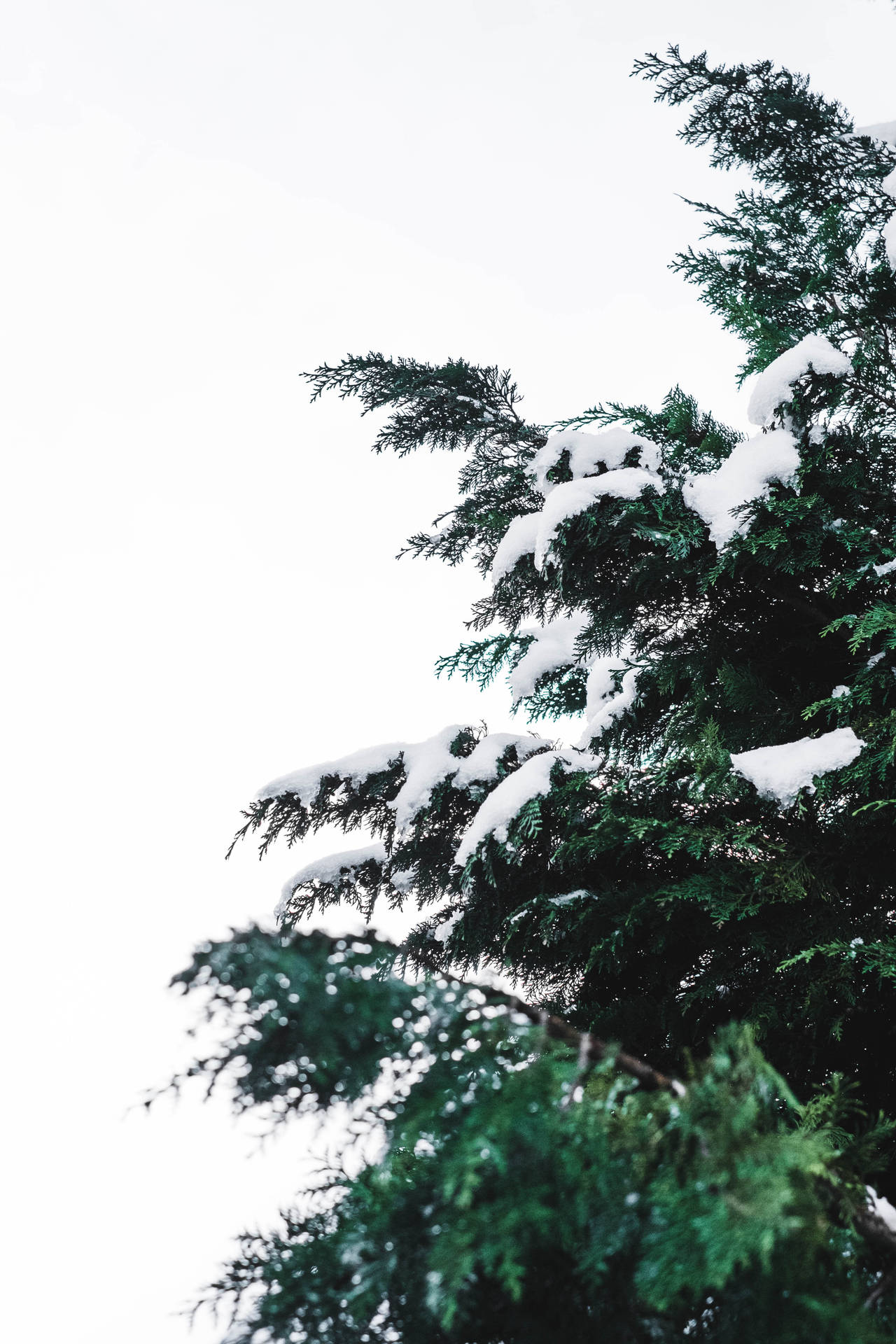 Aesthetic Christmas Tree With Snow Wallpaper