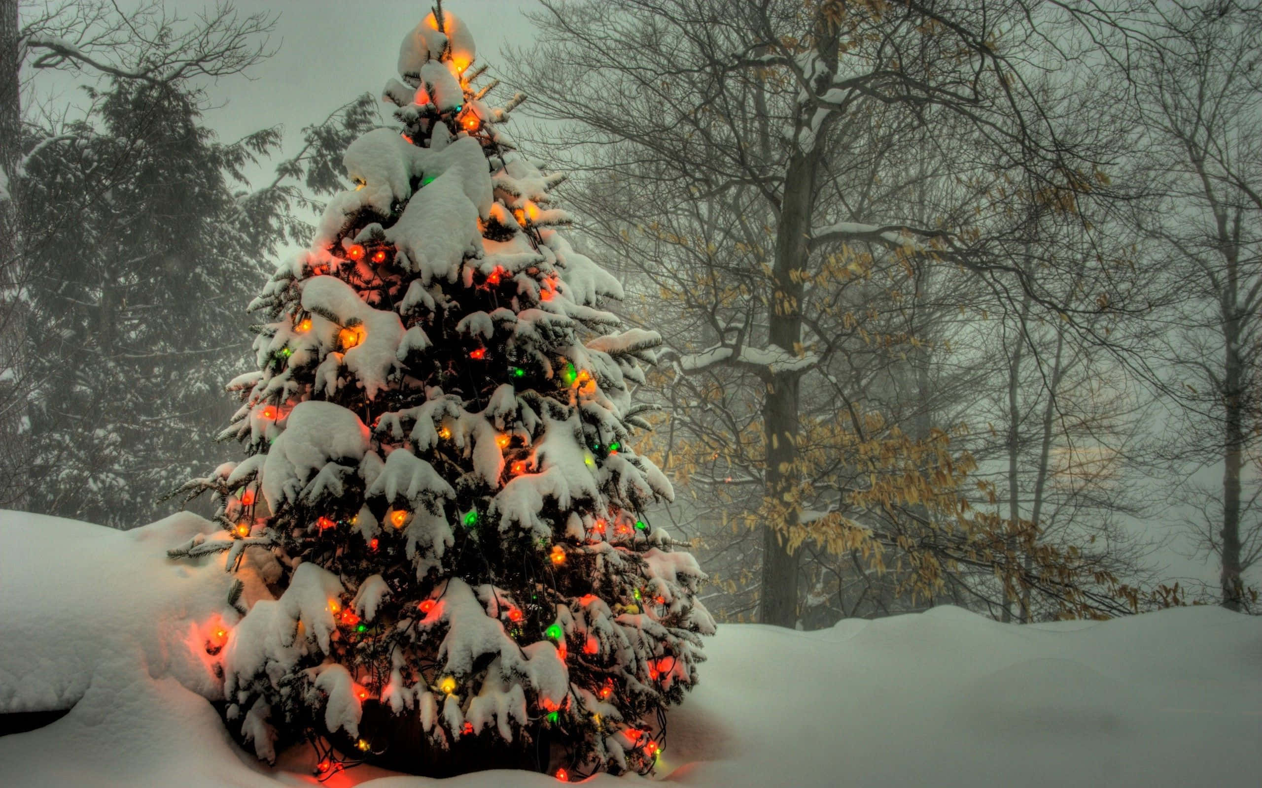 a christmas tree covered in snow with lights Wallpaper