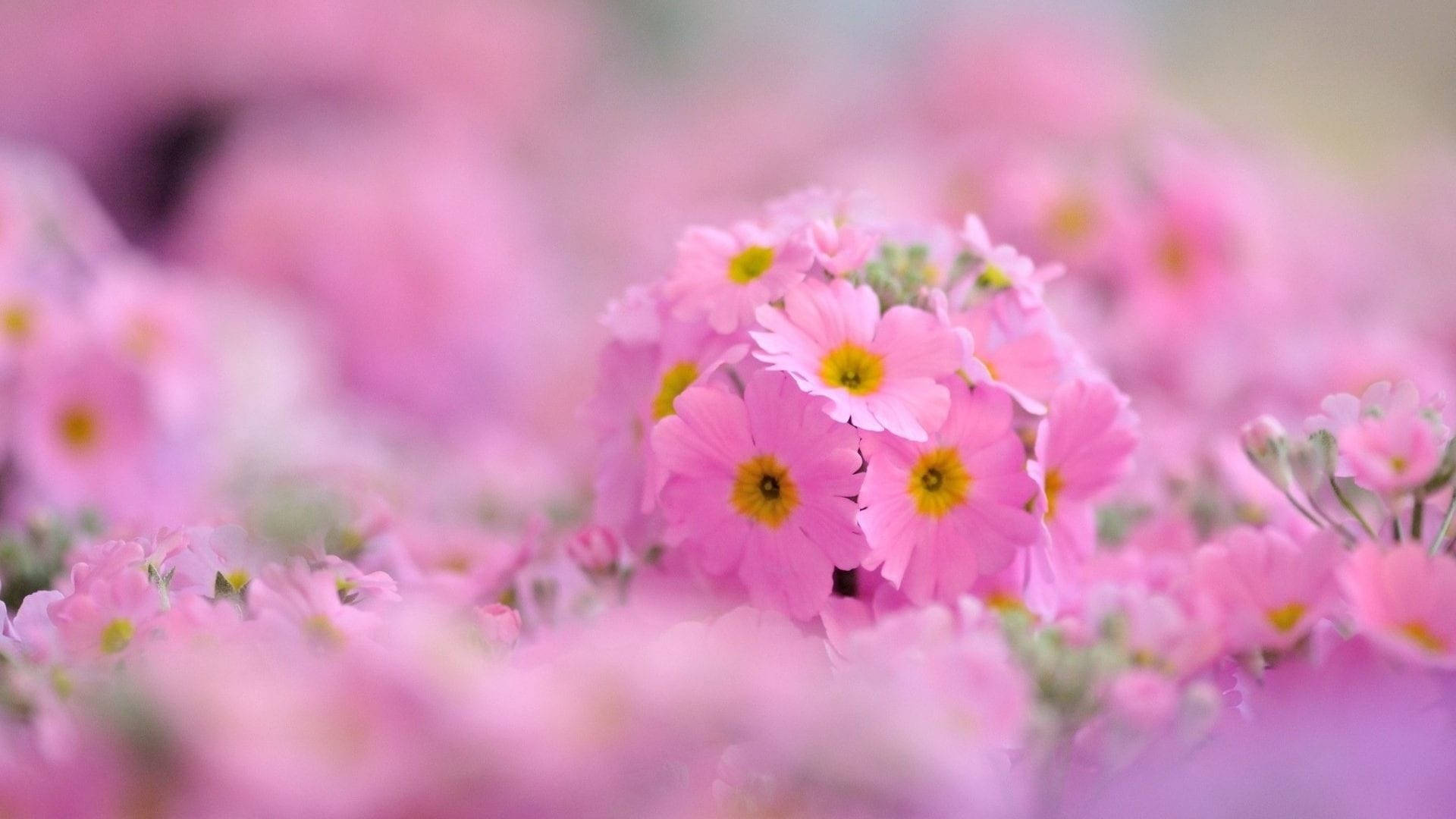 Aesthetic Chromebook Pink Flowers Background