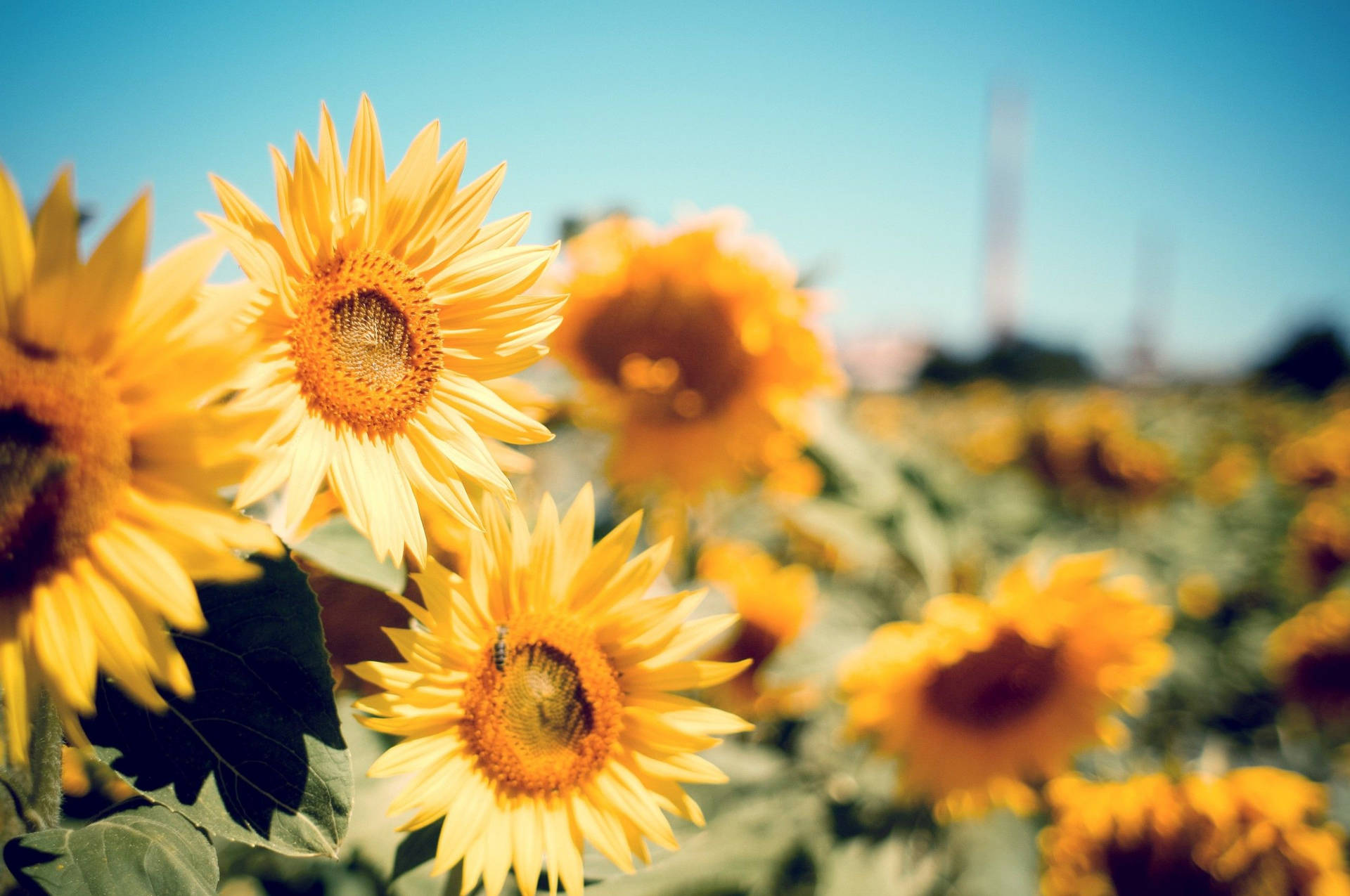 Aesthetic Chromebook Sunflowers