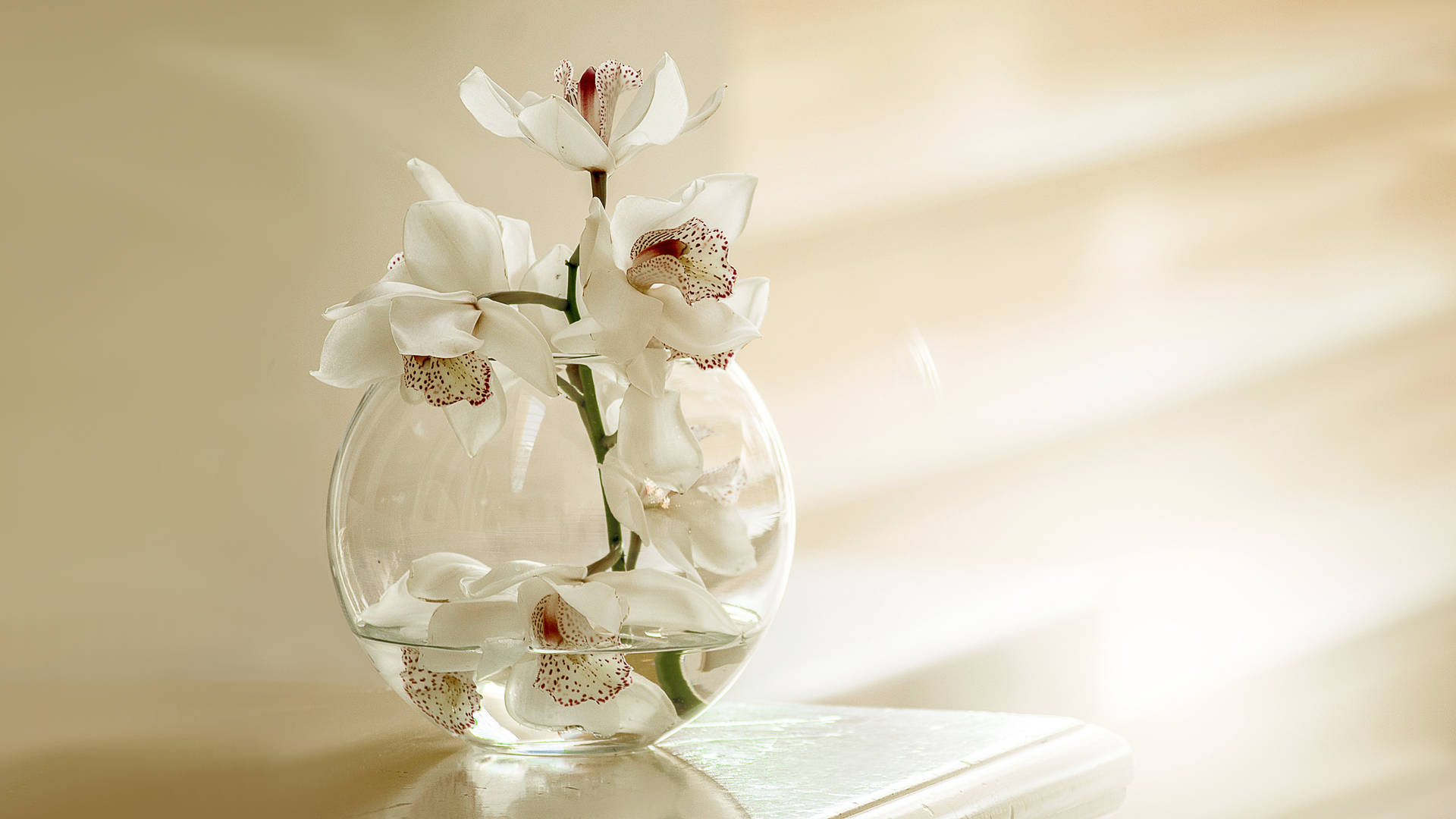 Aesthetic Chromebook White Orchids Background