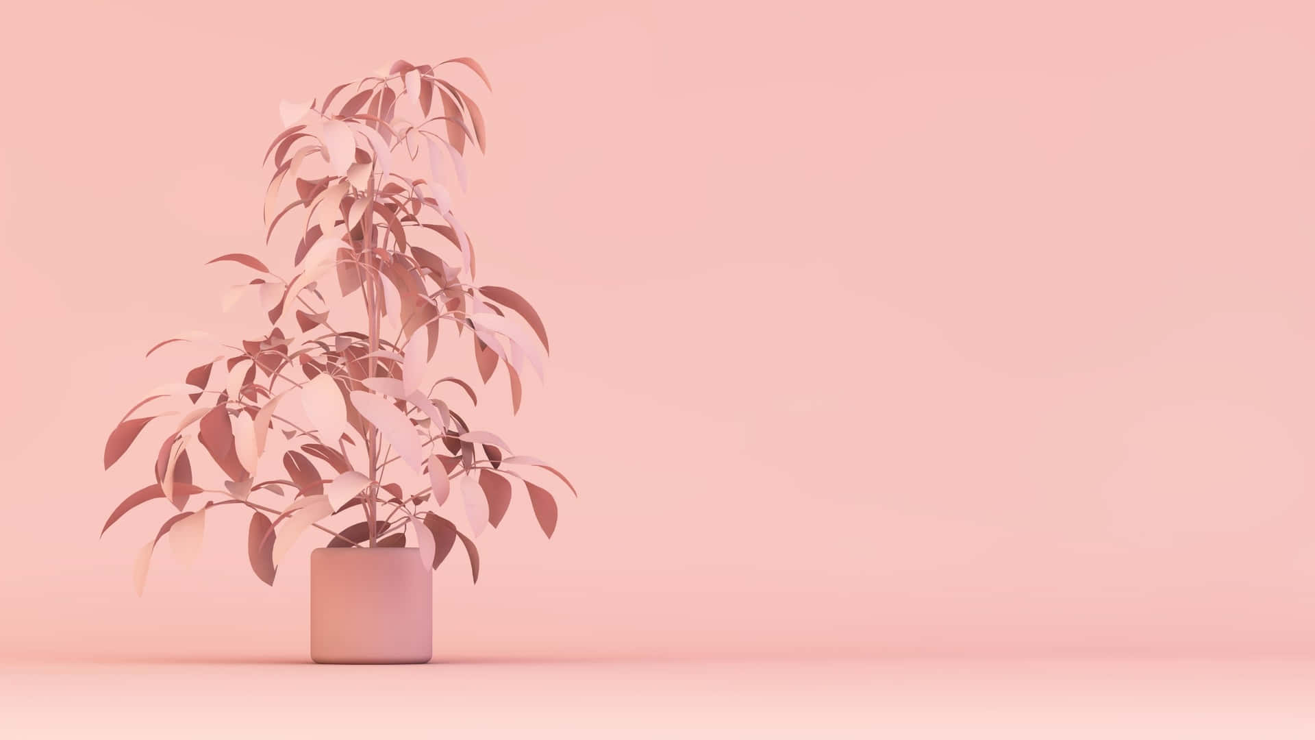 "Pink Aesthetic Blooming on Your Computer Screen" Wallpaper