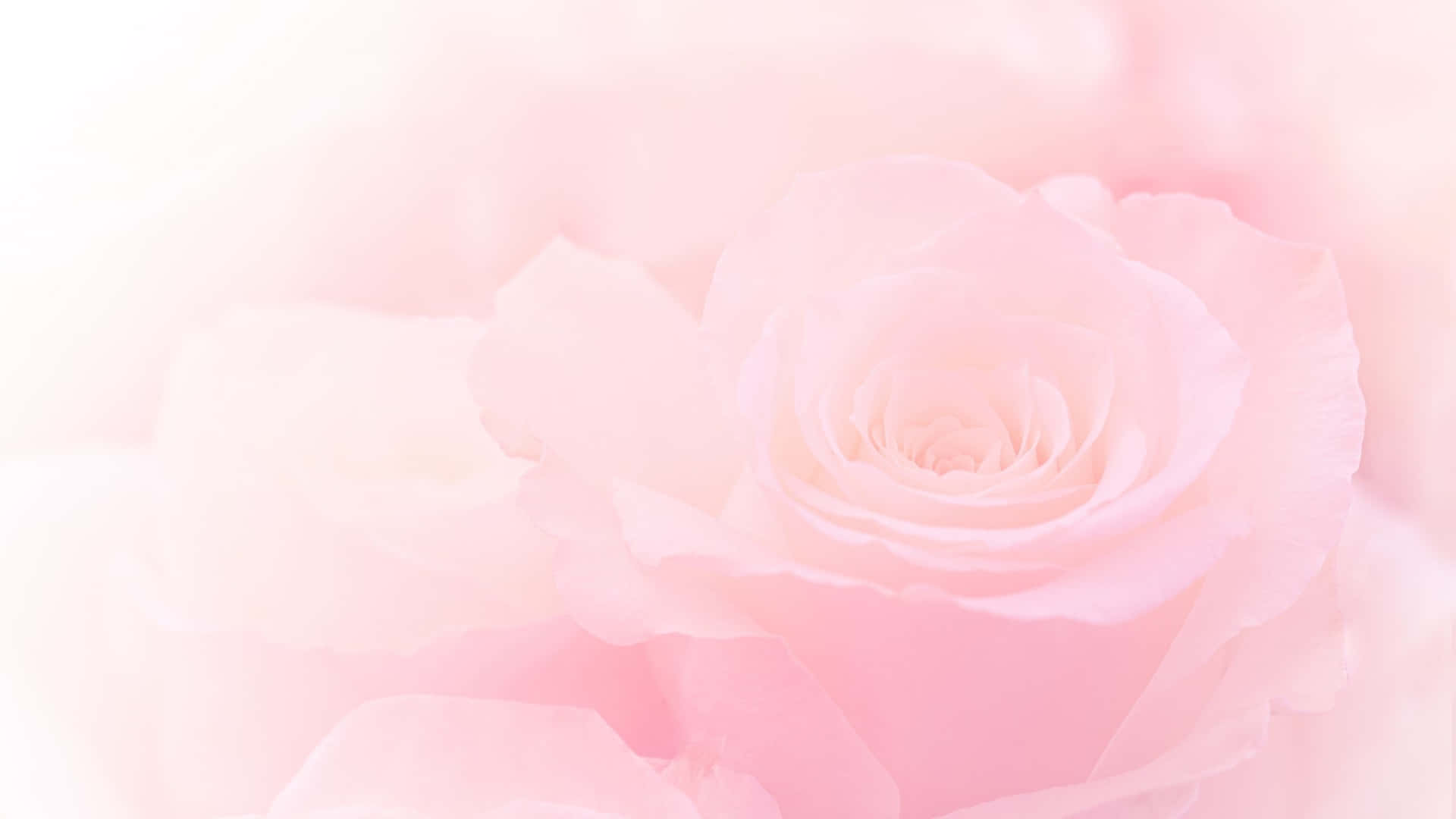 Ästhetischecomputer-hintergrundbilder: Hellrosa Blühende Rose Wallpaper