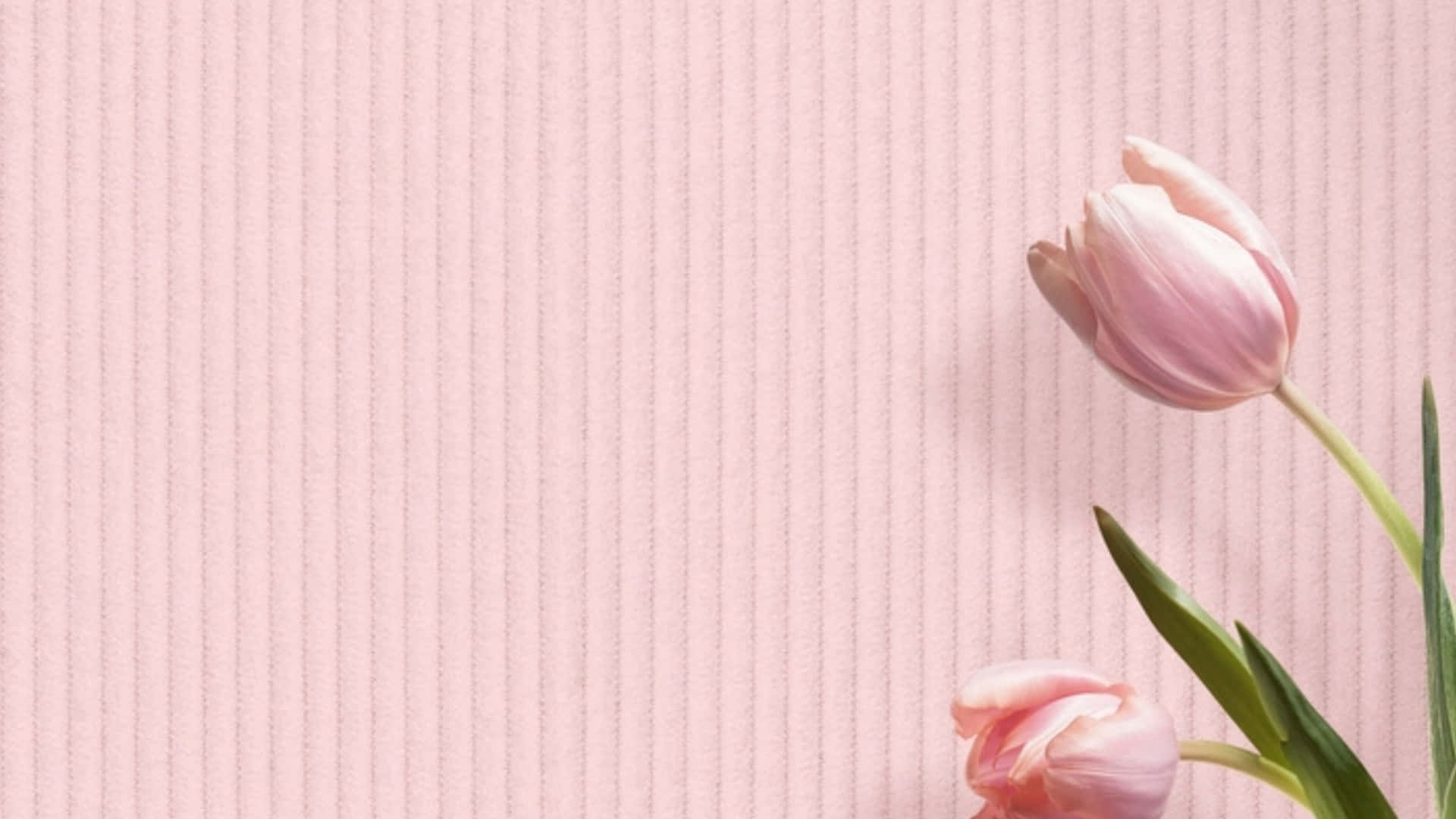 Aesthetic Computer Light Pink Tulips Wallpaper