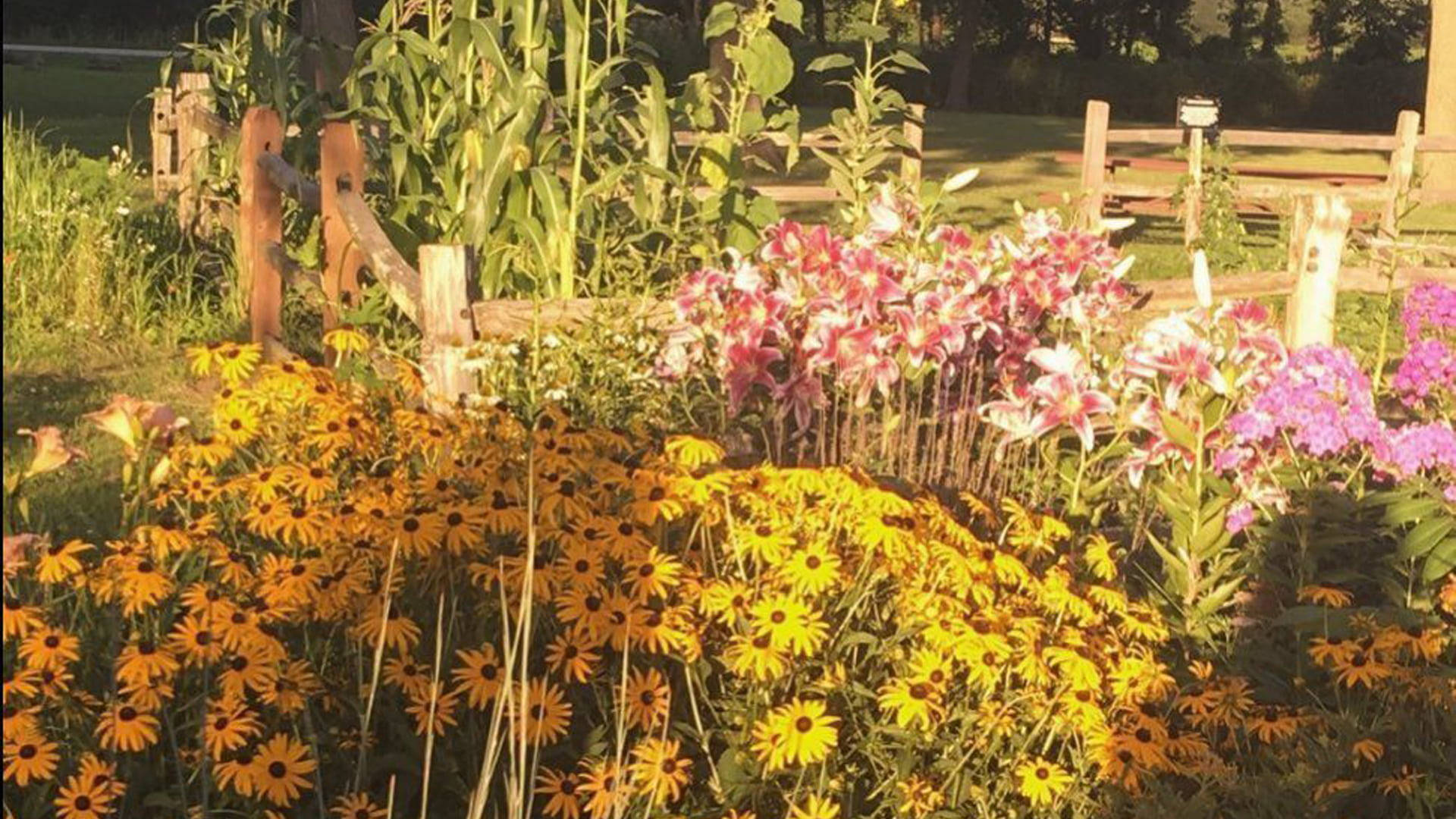 Aesthetic Cottagecore Backyard Flowers Background
