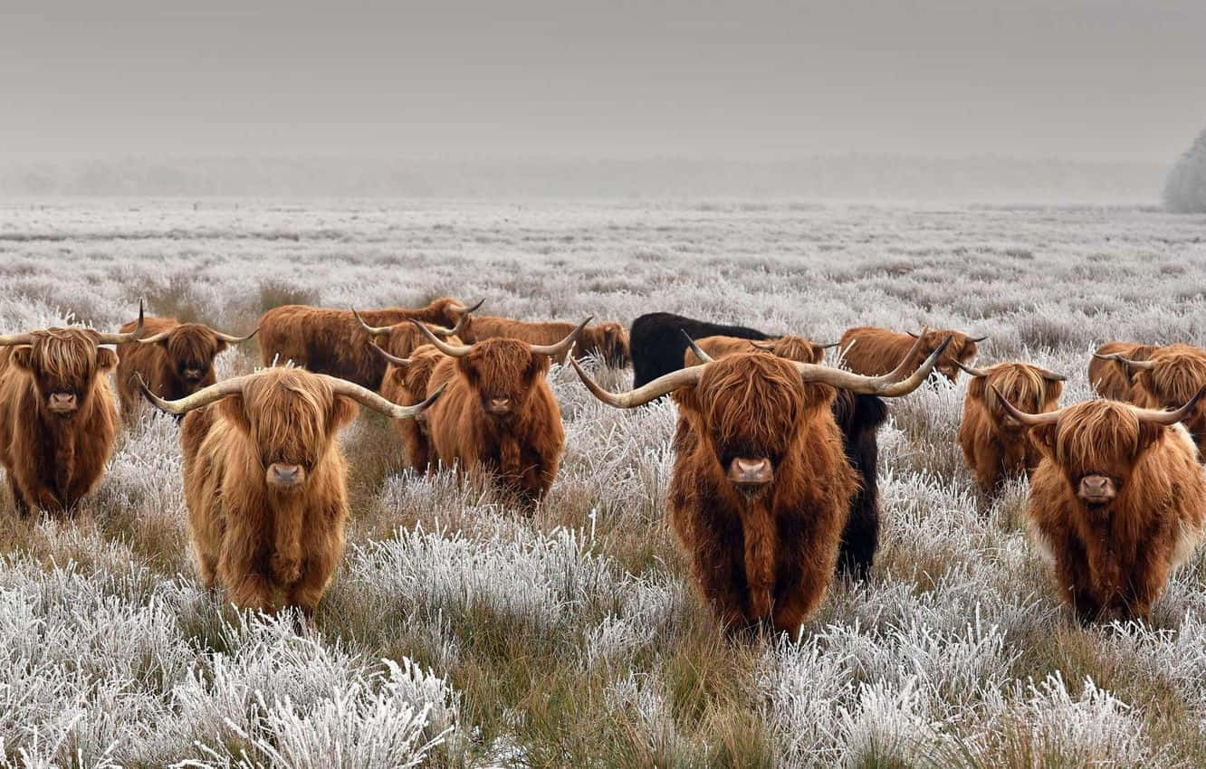Highland Cattle In A Frosty Field Wallpaper