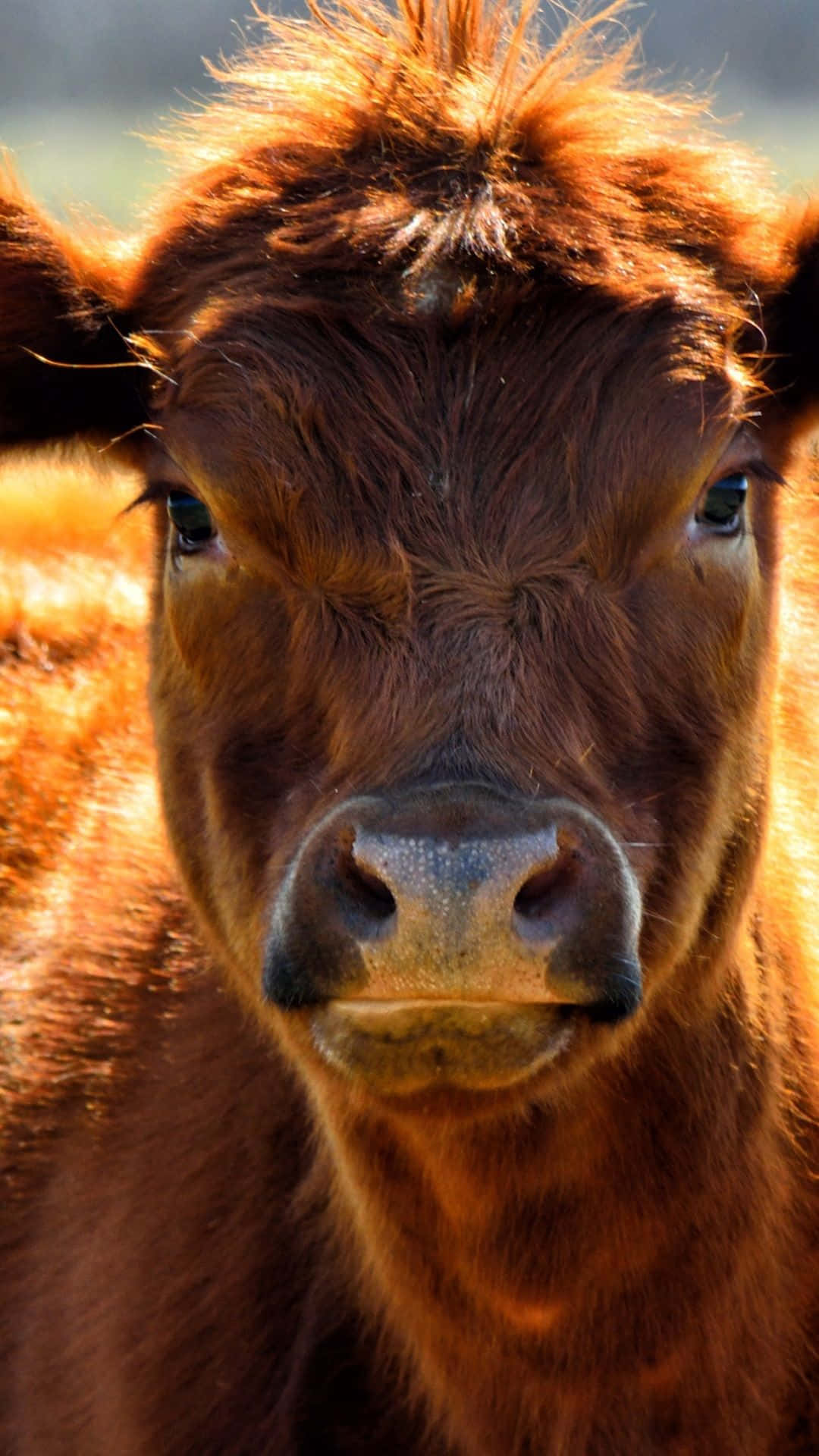 Unavaca Estética En Un Campo Verde. Fondo de pantalla