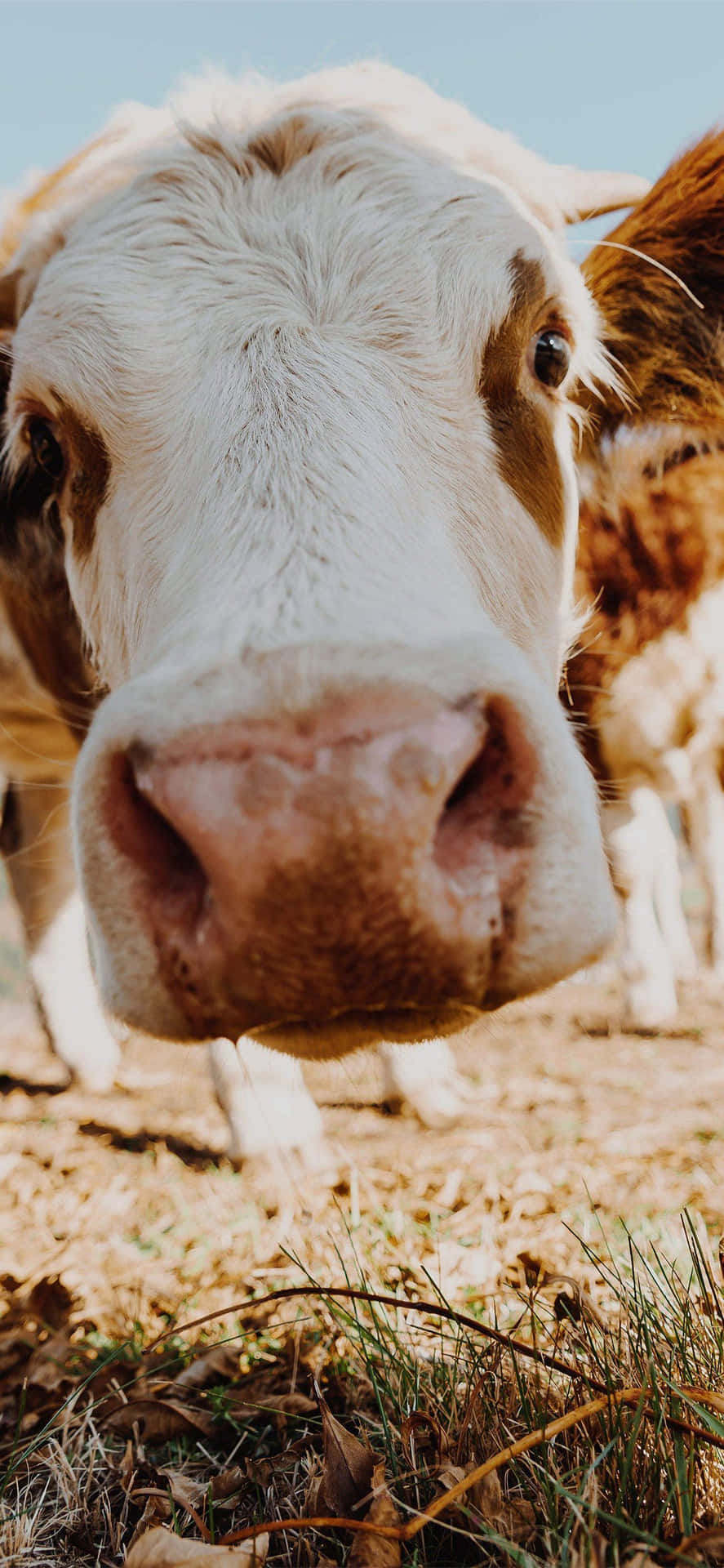 "This happy cow has an aesthetic touch with its colorful pattern." Wallpaper