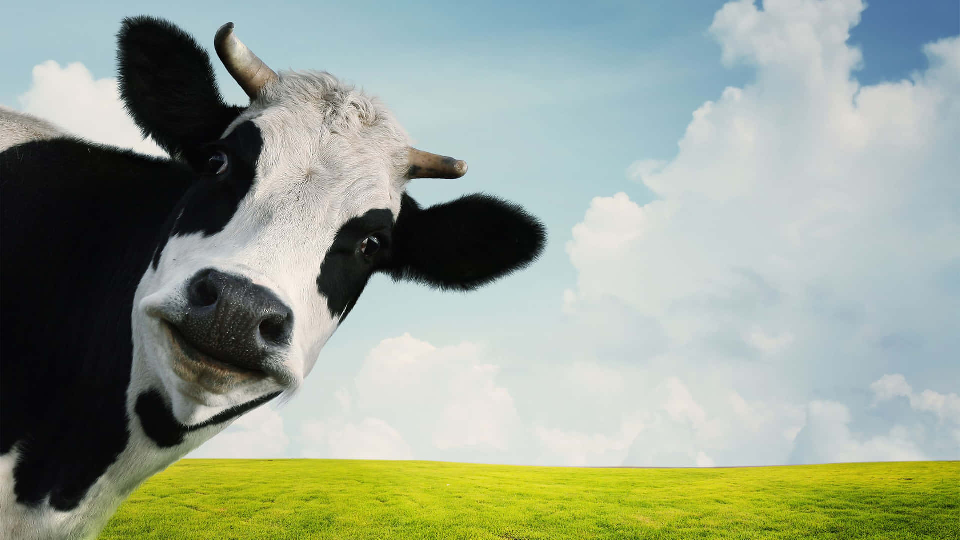 A Cow Is Standing In A Field With A Blue Sky Wallpaper
