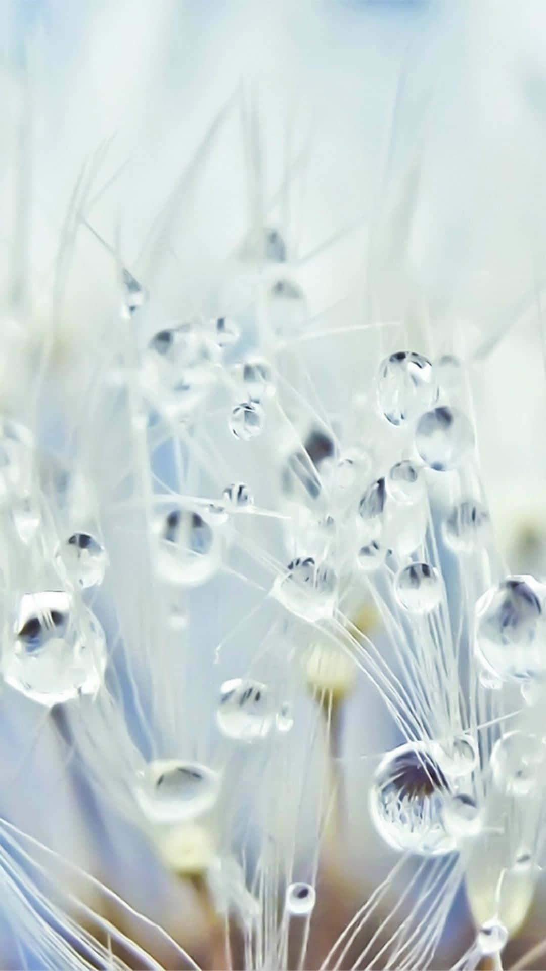 Aesthetic Dandelion's Crystal Drops Wallpaper