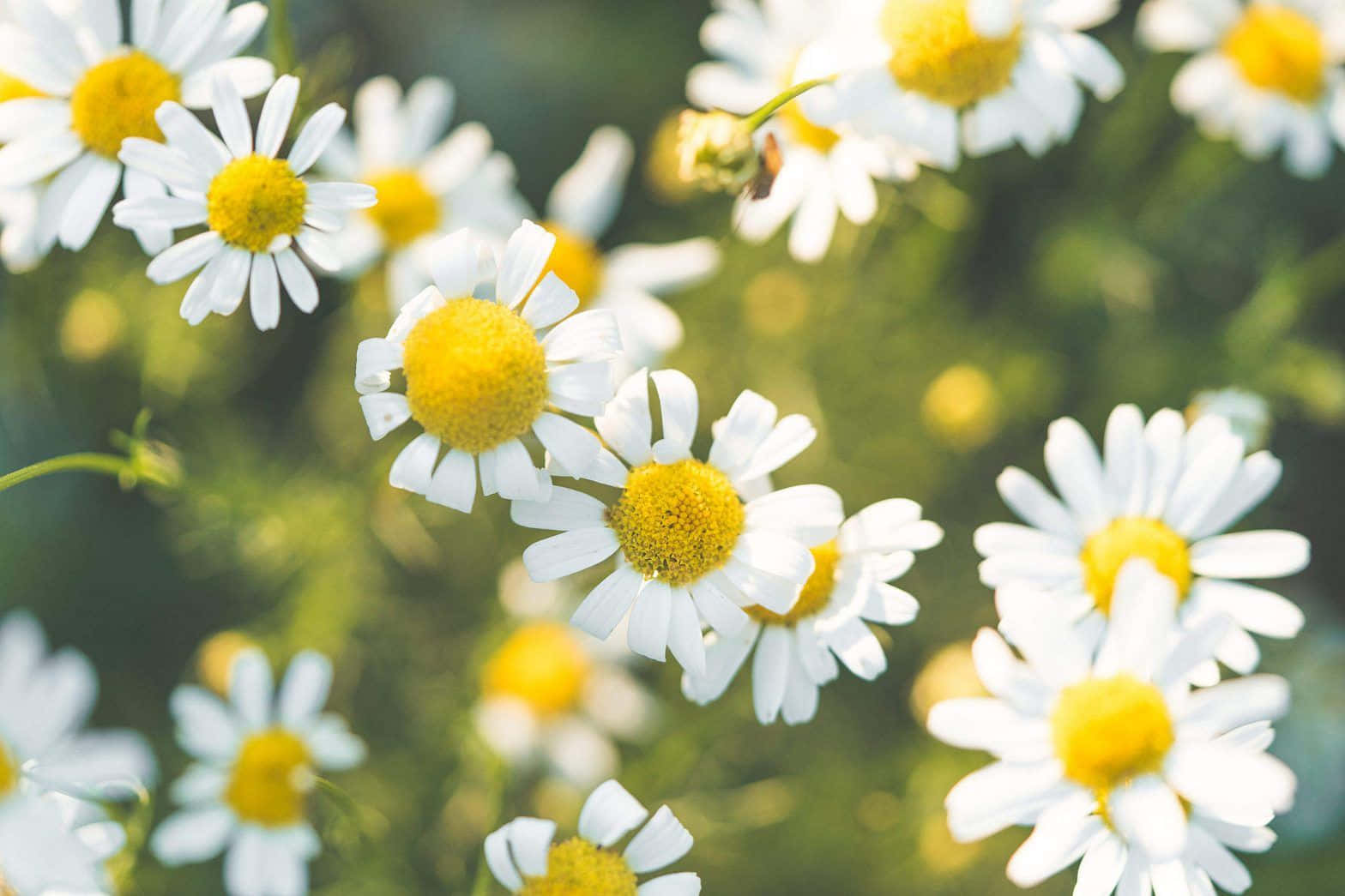 Brightening Your Day With Aesthetic Daisies Wallpaper