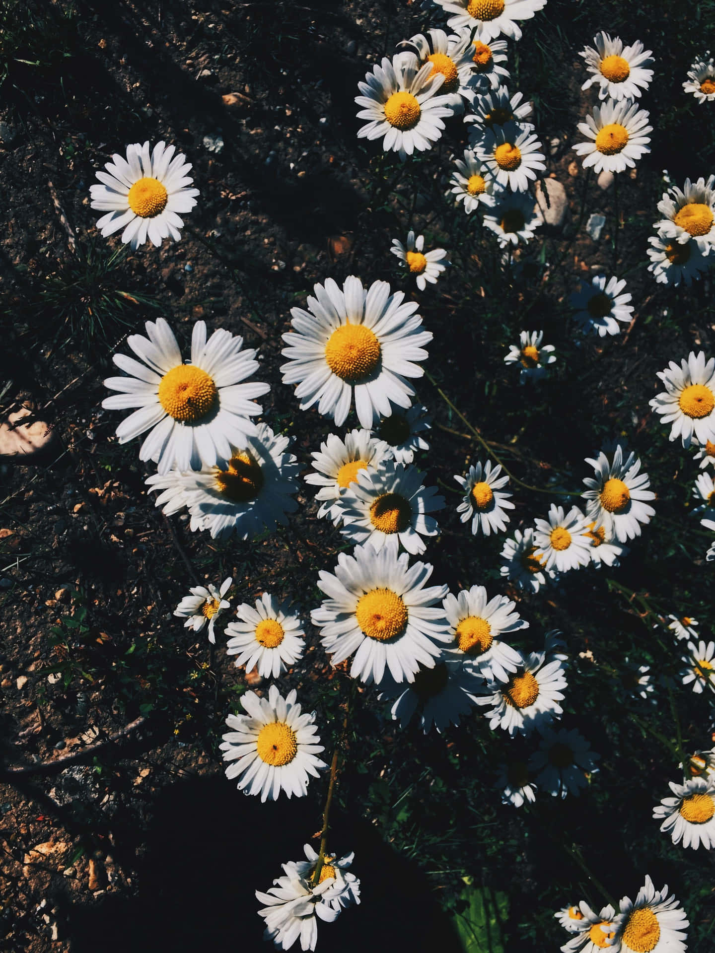 Daisyestetica - Bellezza Trovata Tra La Natura Sfondo