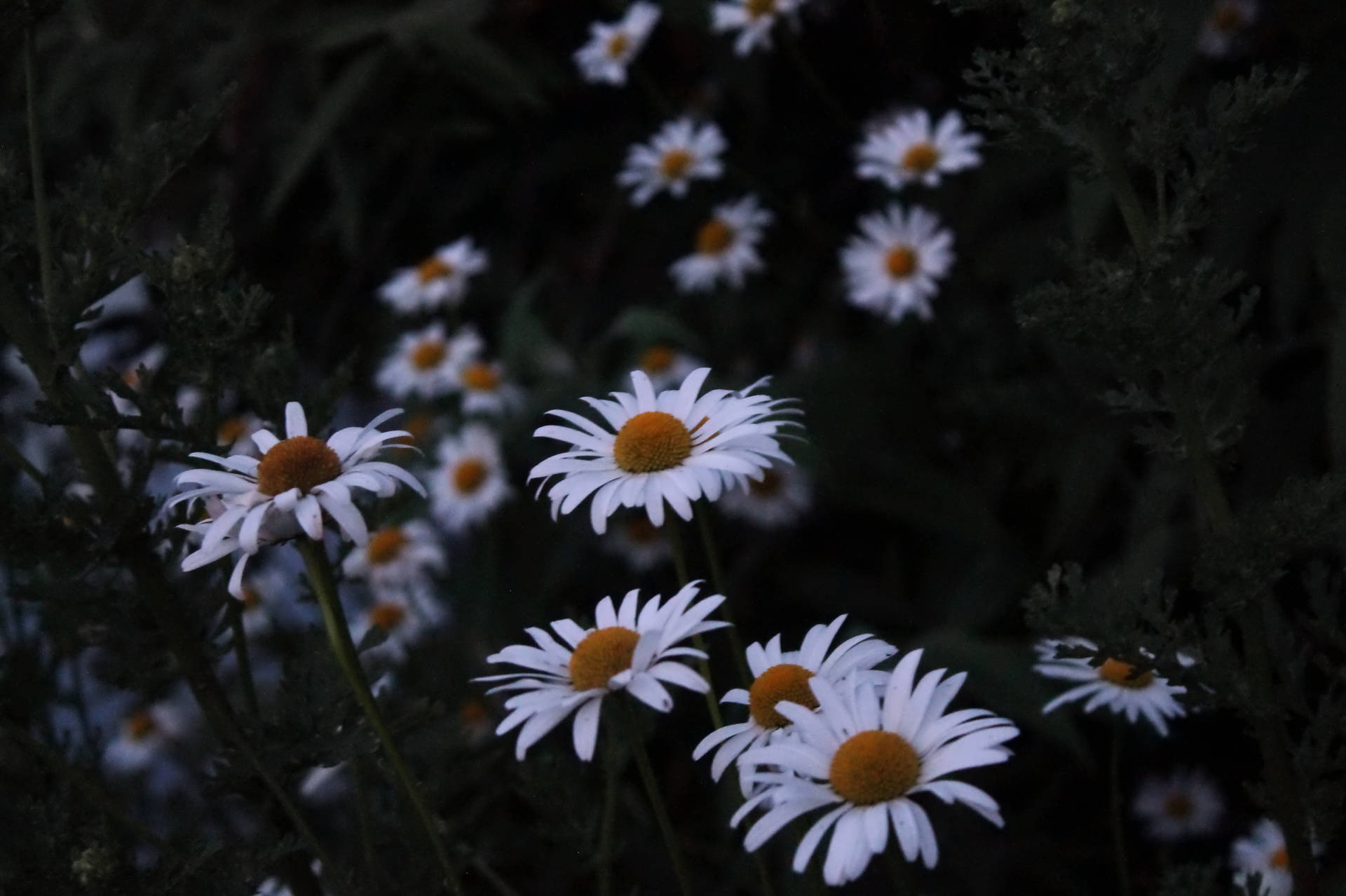 Aesthetic Daisy Flowers Background