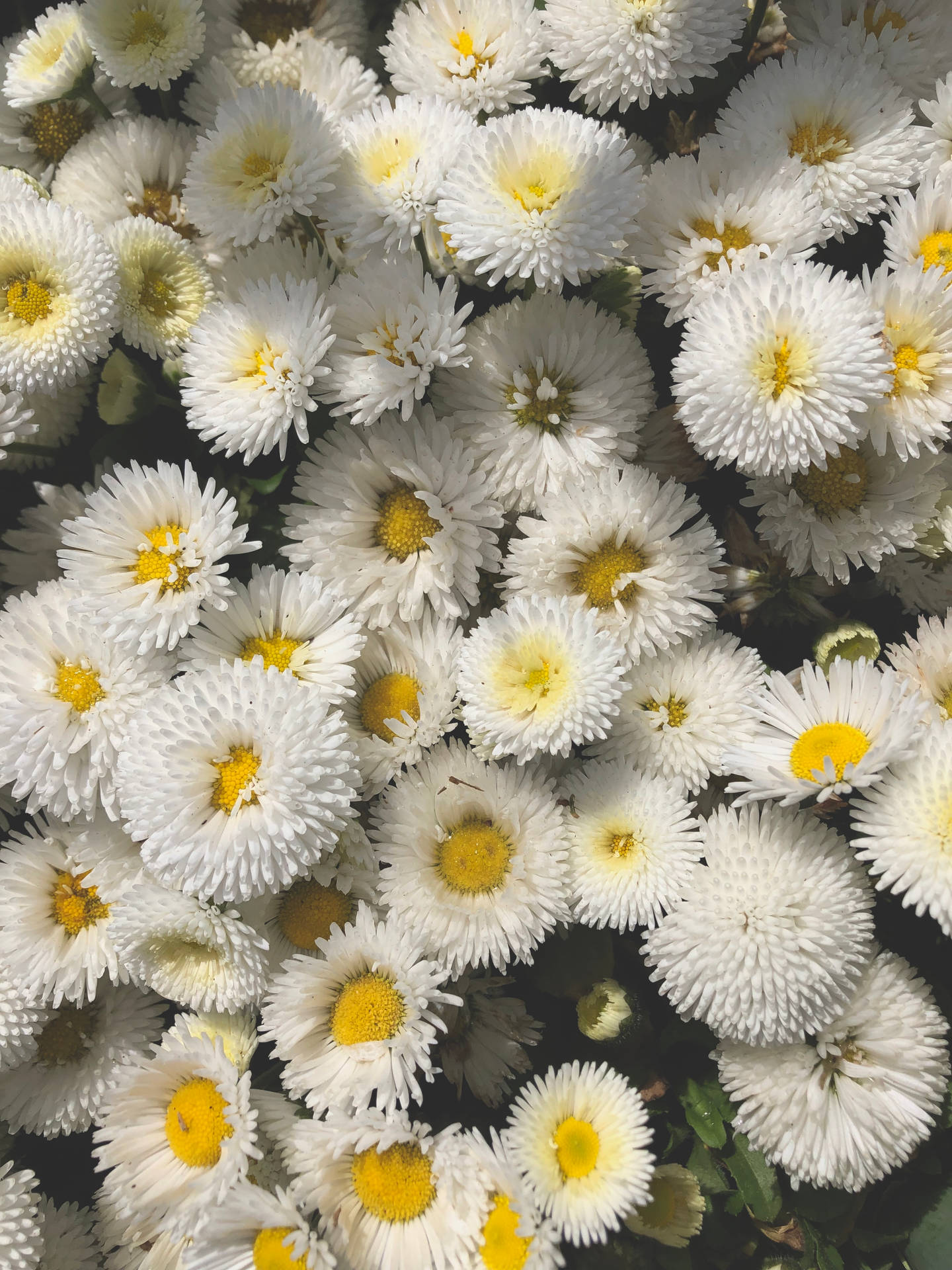 Aesthetic wallpaper of daisy flowers with white petals and yellow disc. 
