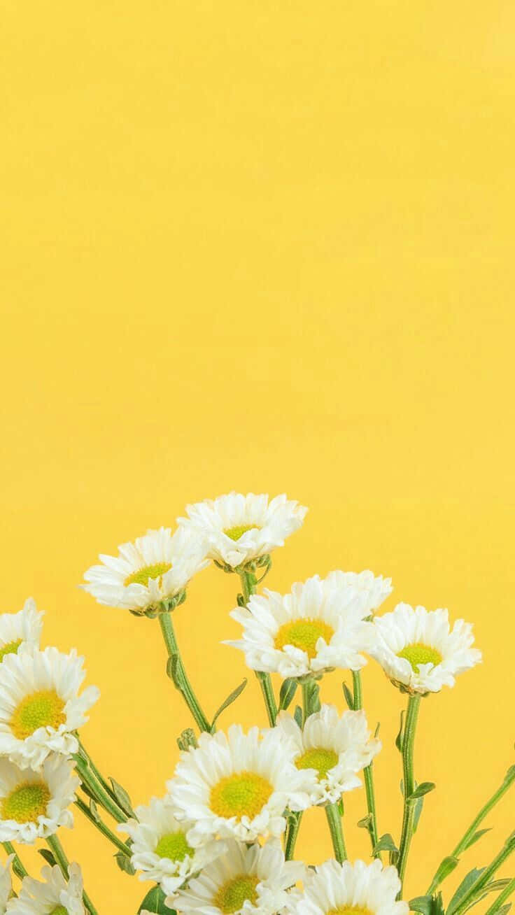 Aesthetic Daisy Bright Yellow Background Wallpaper