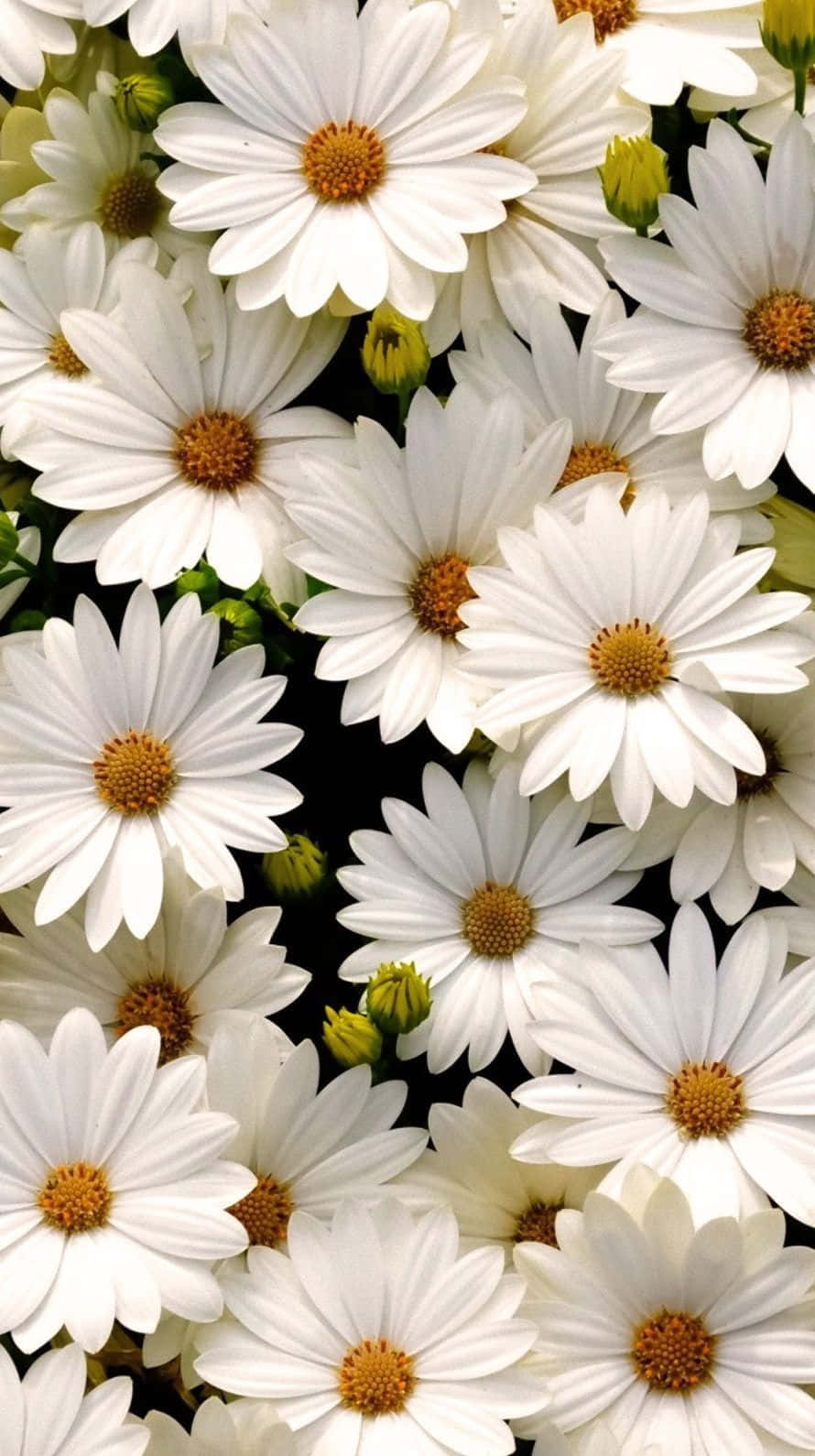 Aesthetic Daisy Blooming in the Meadow Wallpaper