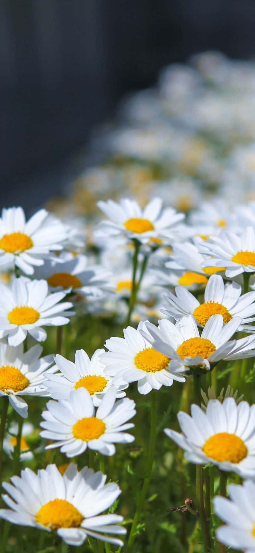Bright sunshine and the beauty of a daisy Wallpaper