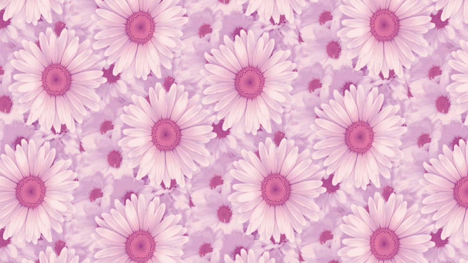 Aesthetic Daisy Pink Filter Wallpaper
