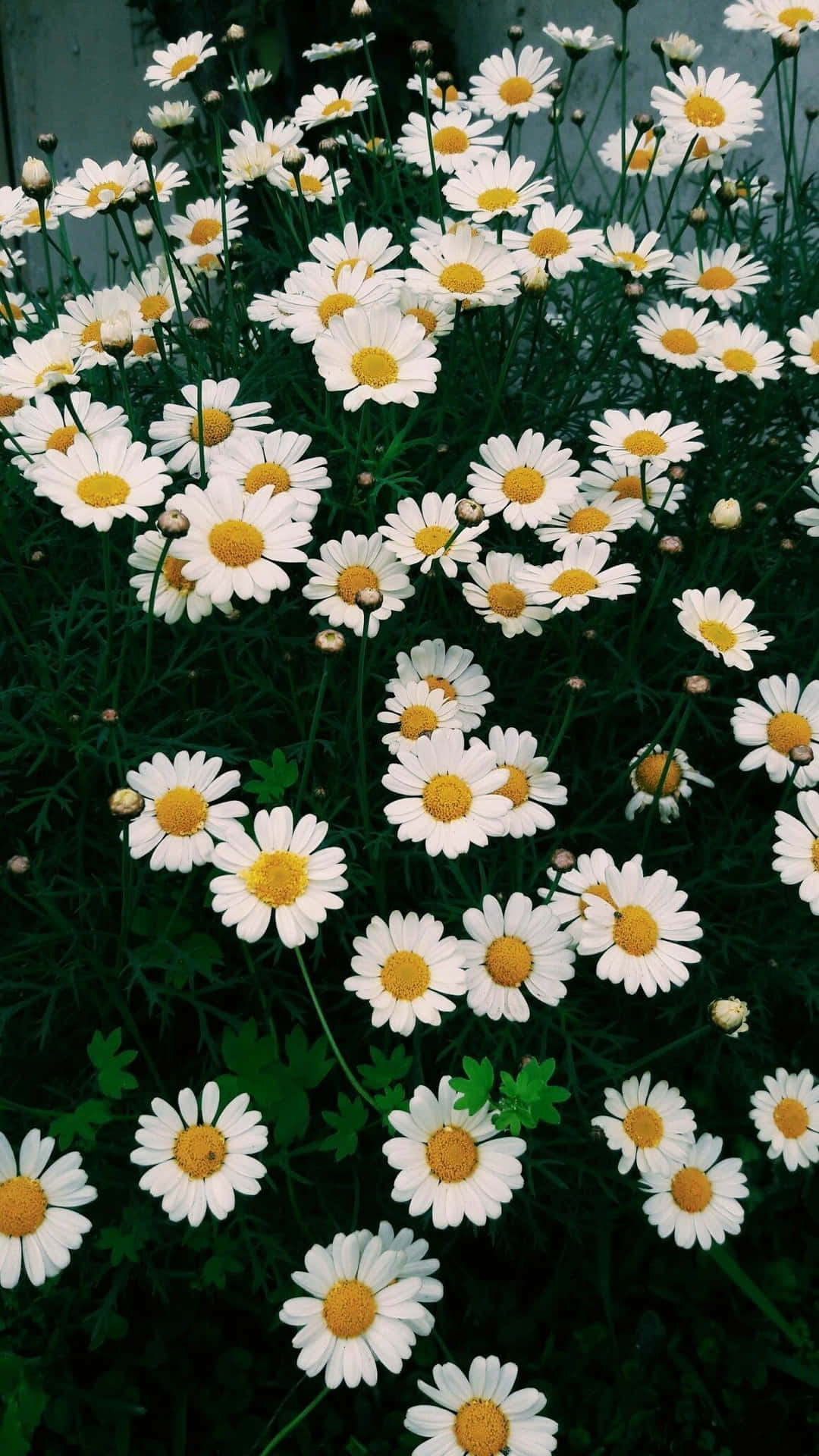 A Daisy in Full Bloom Wallpaper