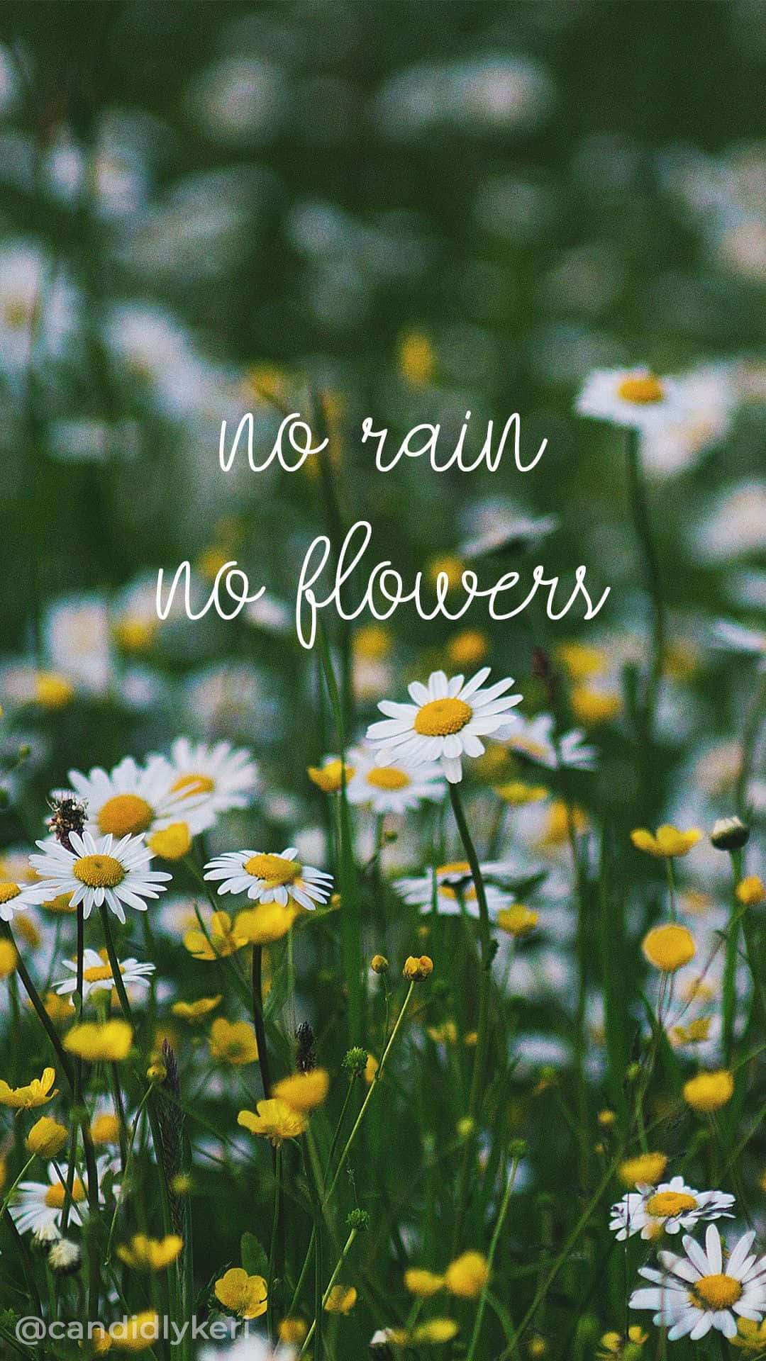 No Rain No Flowers Images  Free Photos PNG Stickers Wallpapers   Backgrounds  rawpixel