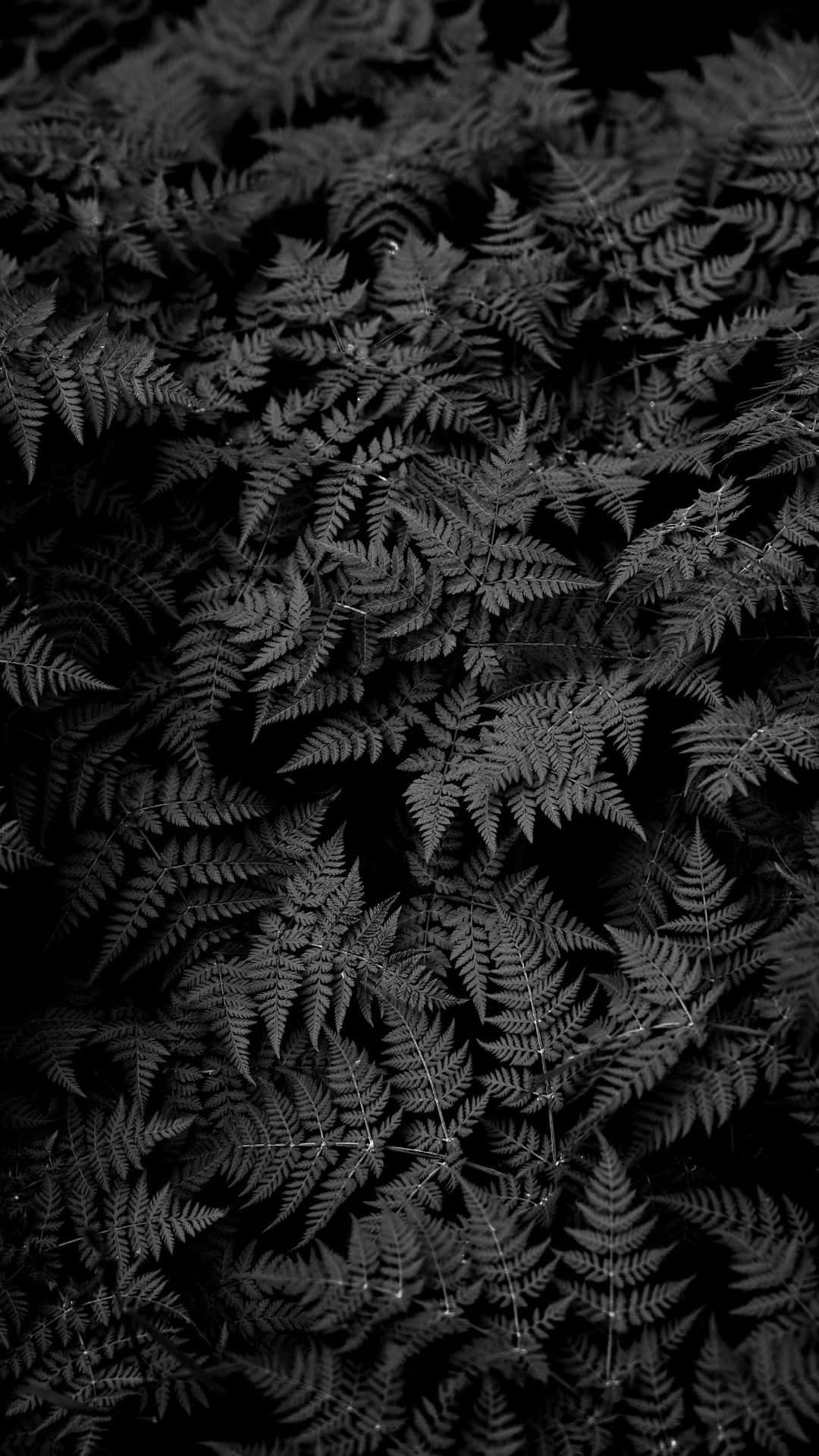 Ferns In Black And White On A Black Background