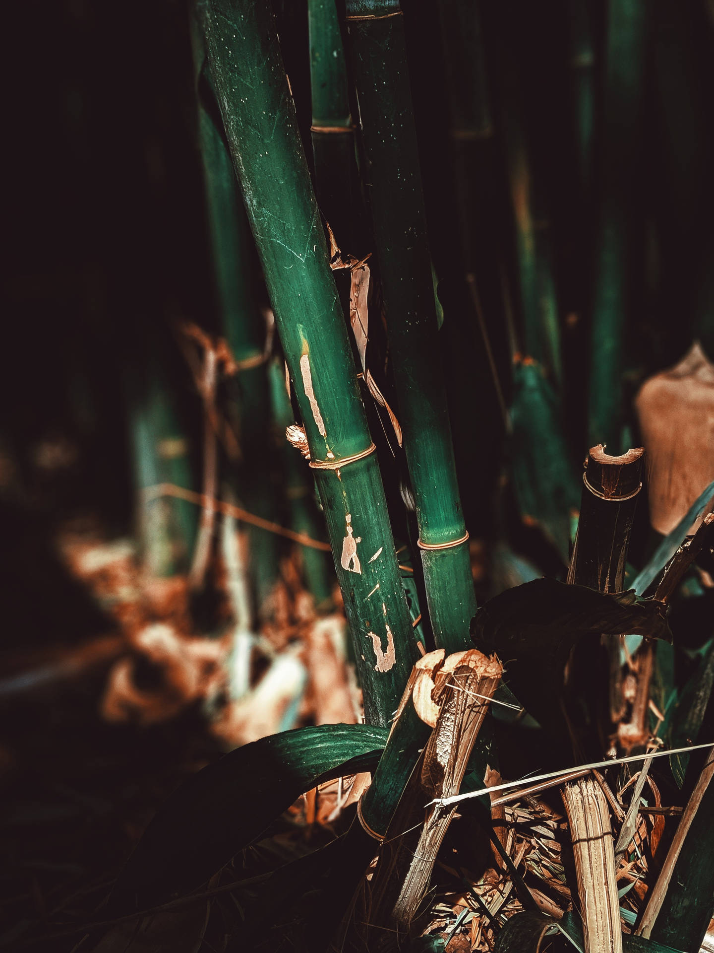 Aesthetic Dark Green Bamboo 4k